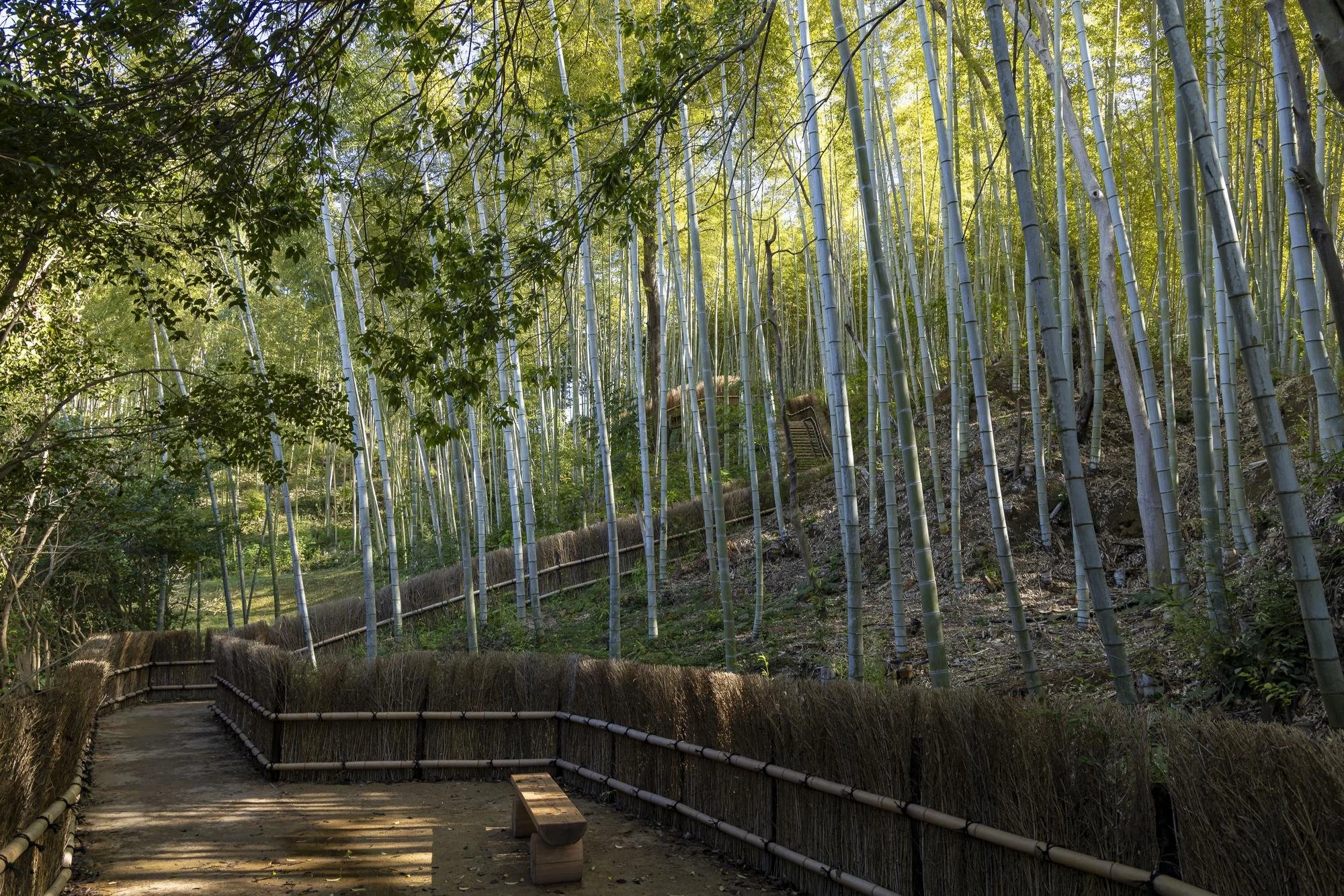 A bamboo forest with tall green bamboo stalks and sunlight filtering through the leaves. There is a dirt path bordered by a natural fence, and a wooden bench along the path.