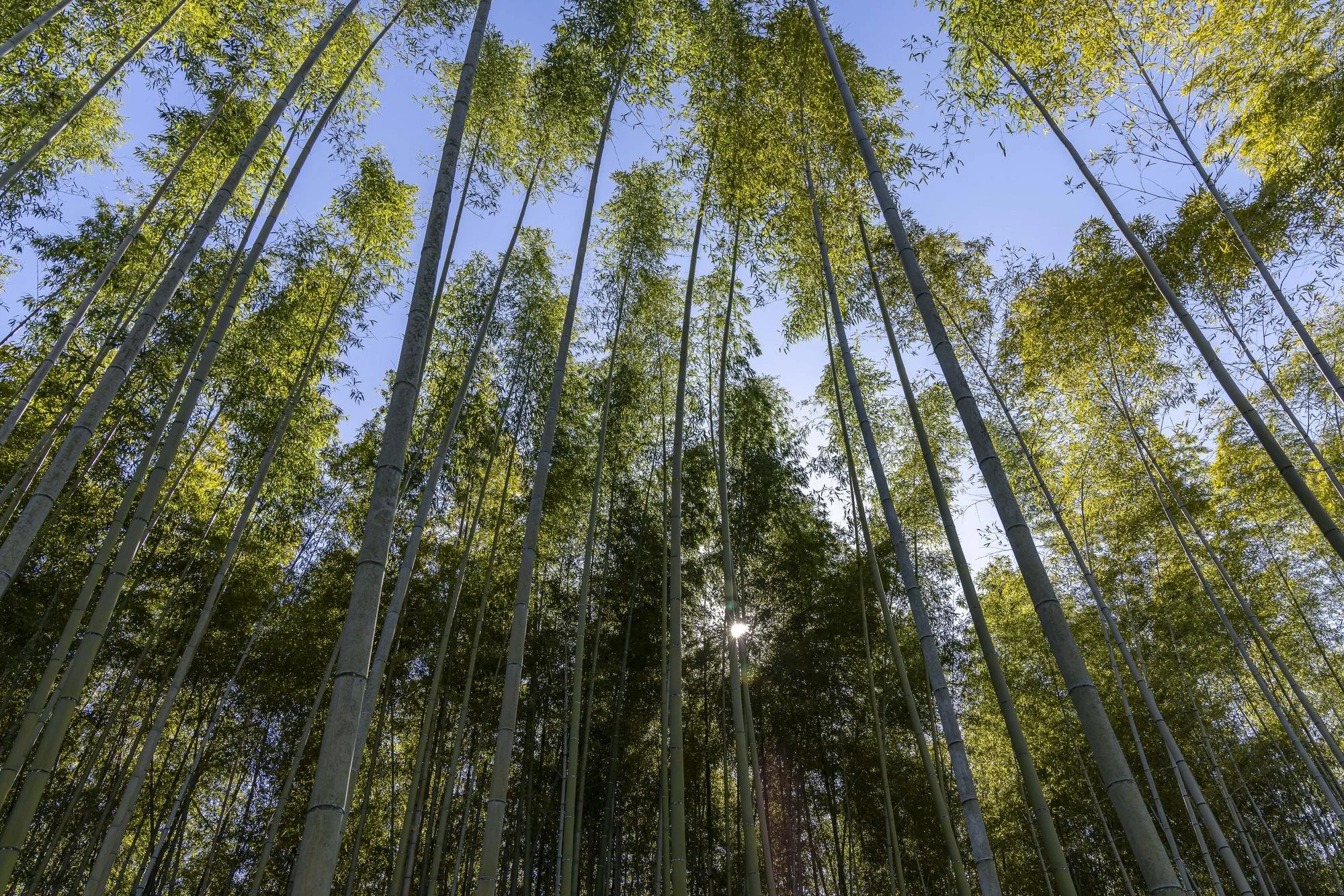 Looking up at tall bamboo stalks in a dense bamboo forest with sunlight filtering through the leaves.