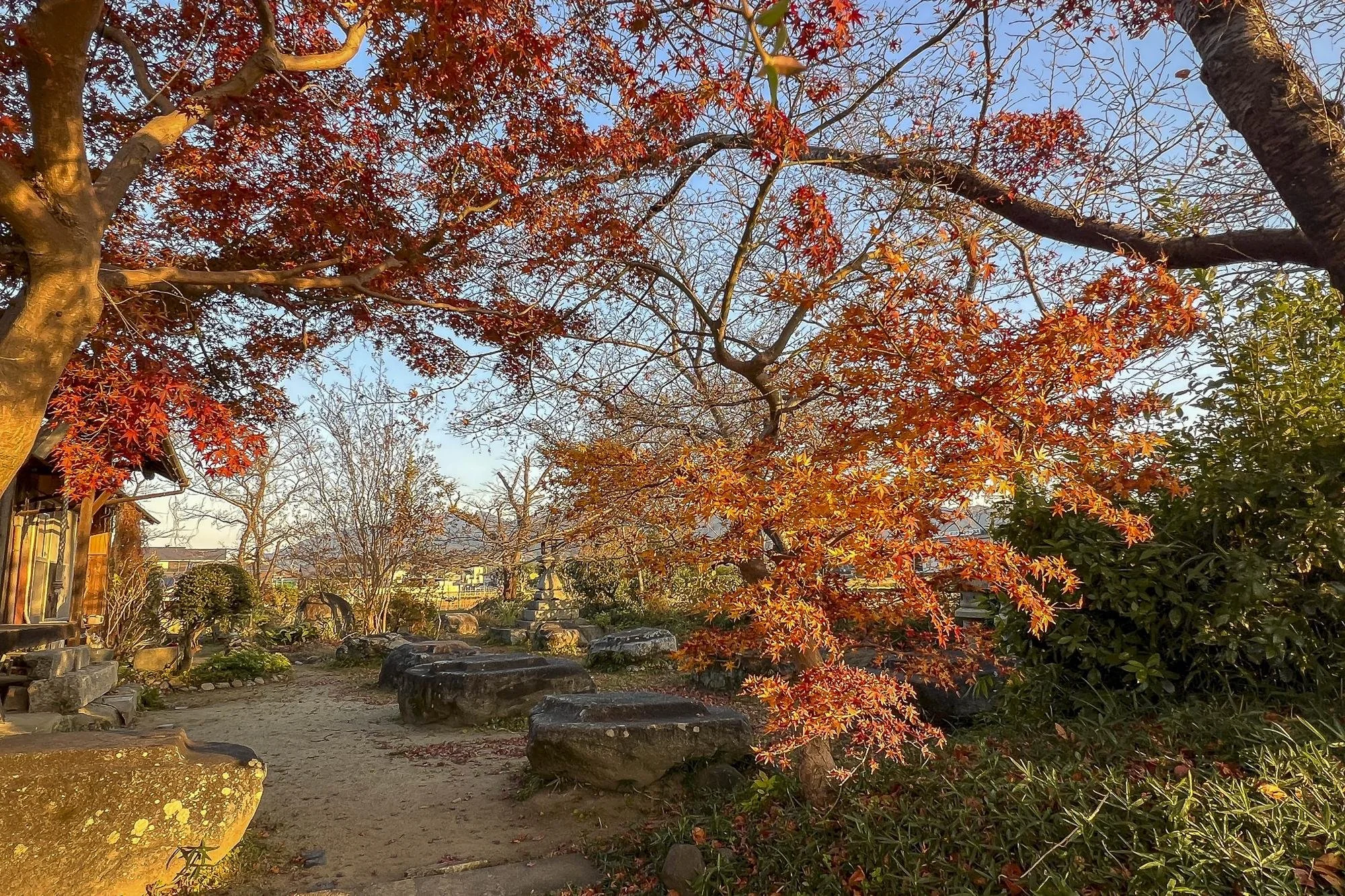 A peaceful garden scene at sunset featuring a large red and orange maple tree with fallen leaves on the ground, rocks lining a dirt pathway, and a wooden building with a window on the left side.