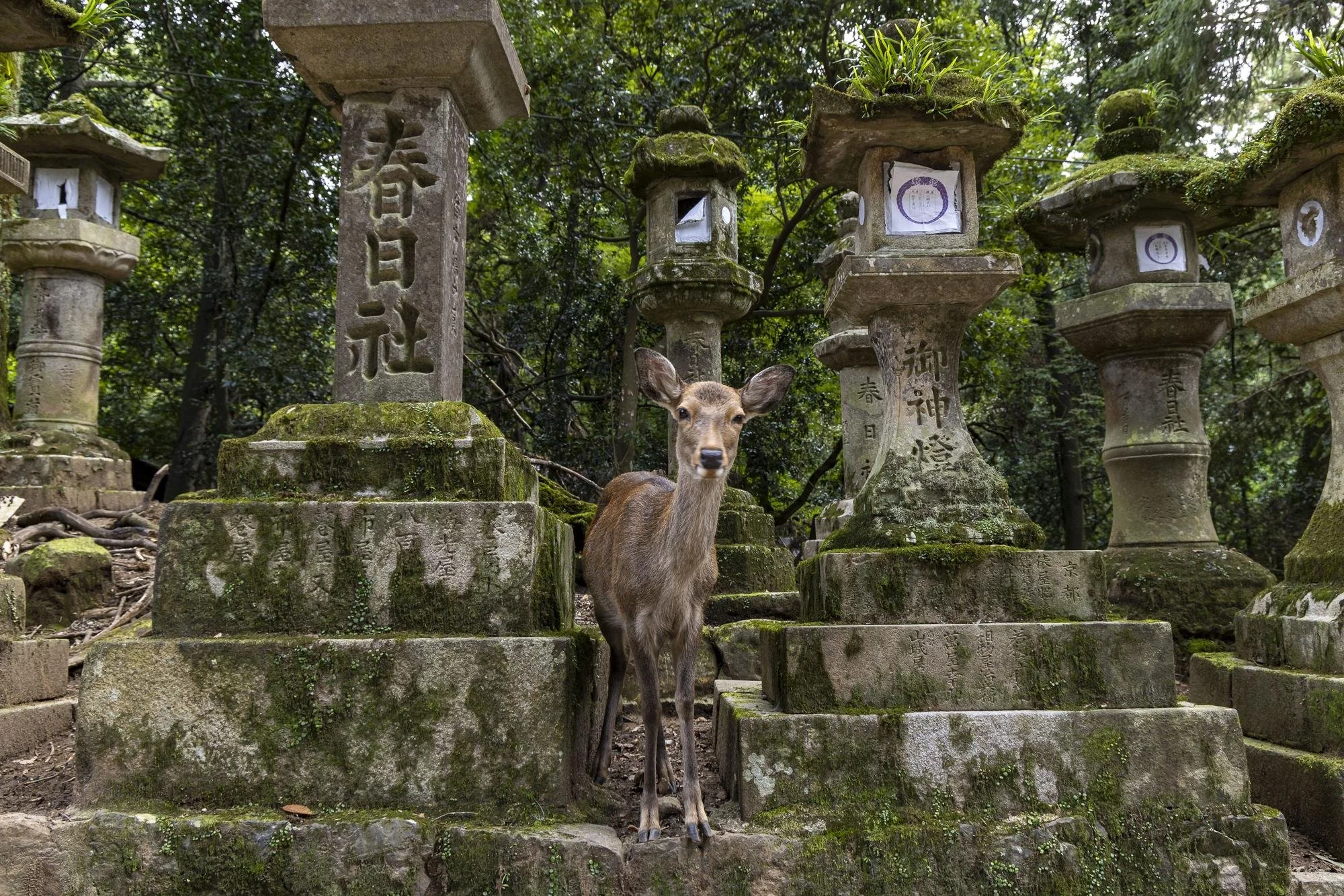 A deer standing on moss-covered stone steps surrounded by stone lanterns in a lush forest.