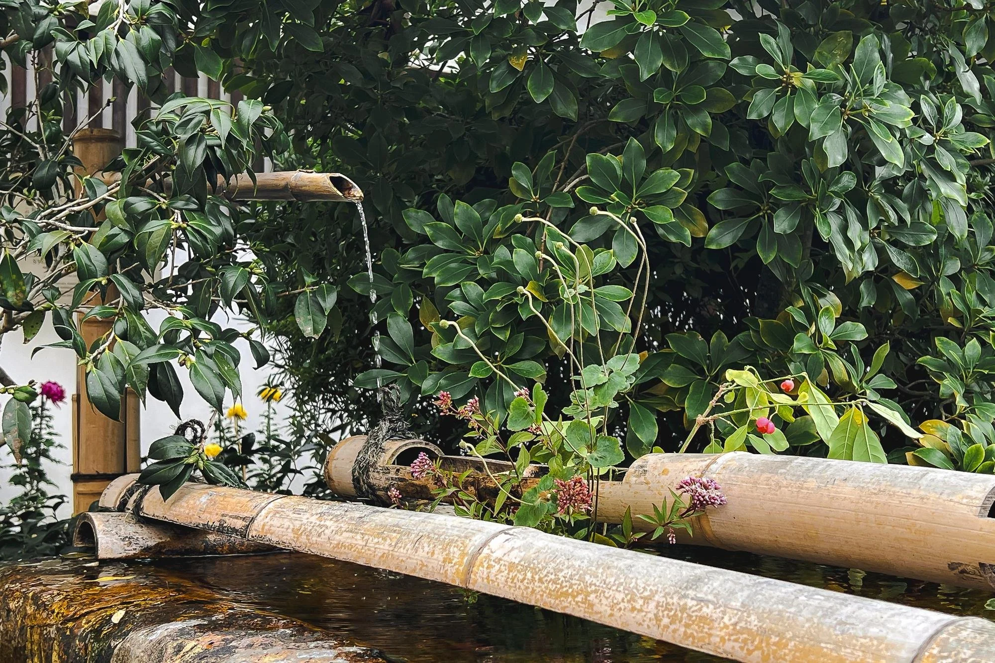 A bamboo water fountain with flowing water, surrounded by lush green plants and flowers.