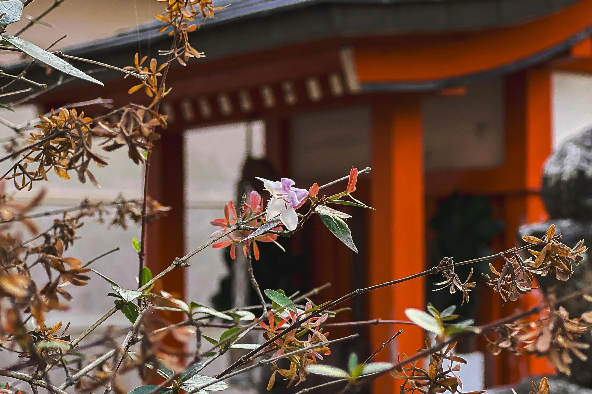 Close-up of pink, white, and purple flowers on a branch with a Japanese-style garden structure in the background.