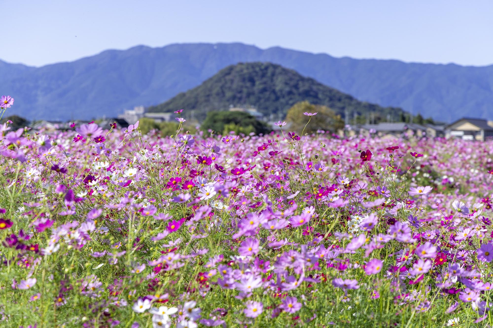 Pink and white cosmos flowers at Fujiwara Palace Site with Mount Unebi in the background.