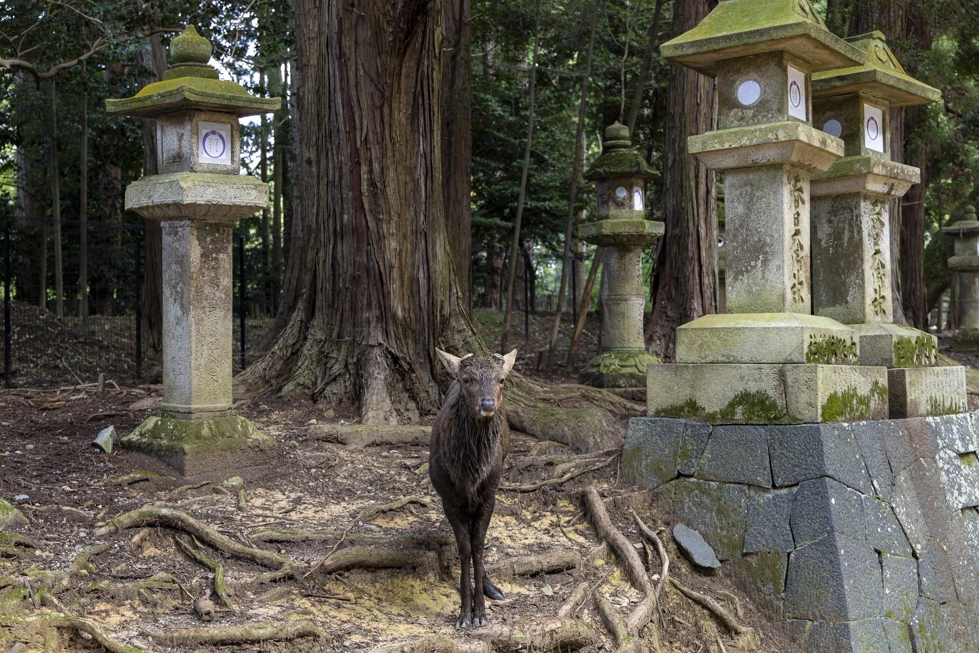 A wild deer standing in a forested area with large trees and traditional Japanese stone lanterns
