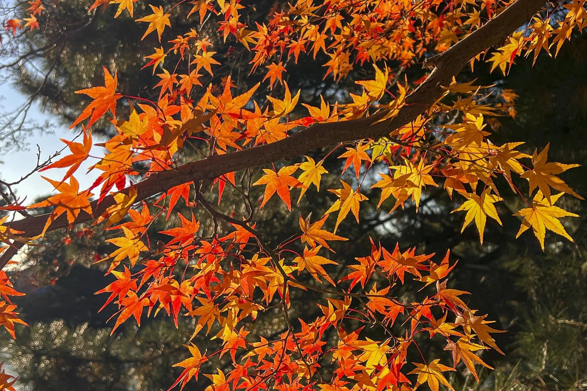 Close-up of a tree branch with bright orange and yellow fall leaves against a dark background with sunlight.