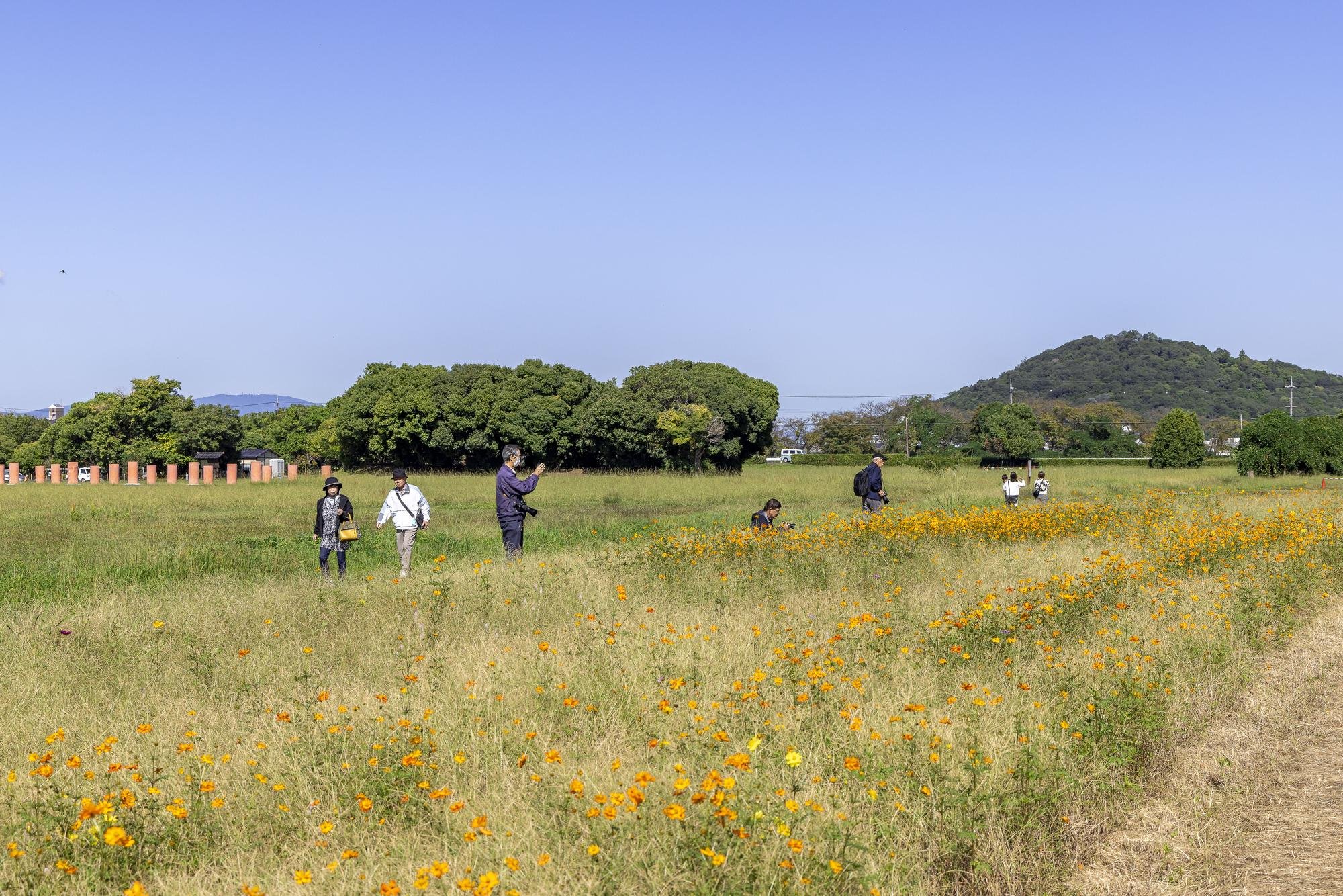 People walking and taking photos in a grassy field with orange flowers, trees, and hills in the background under a clear blue sky.