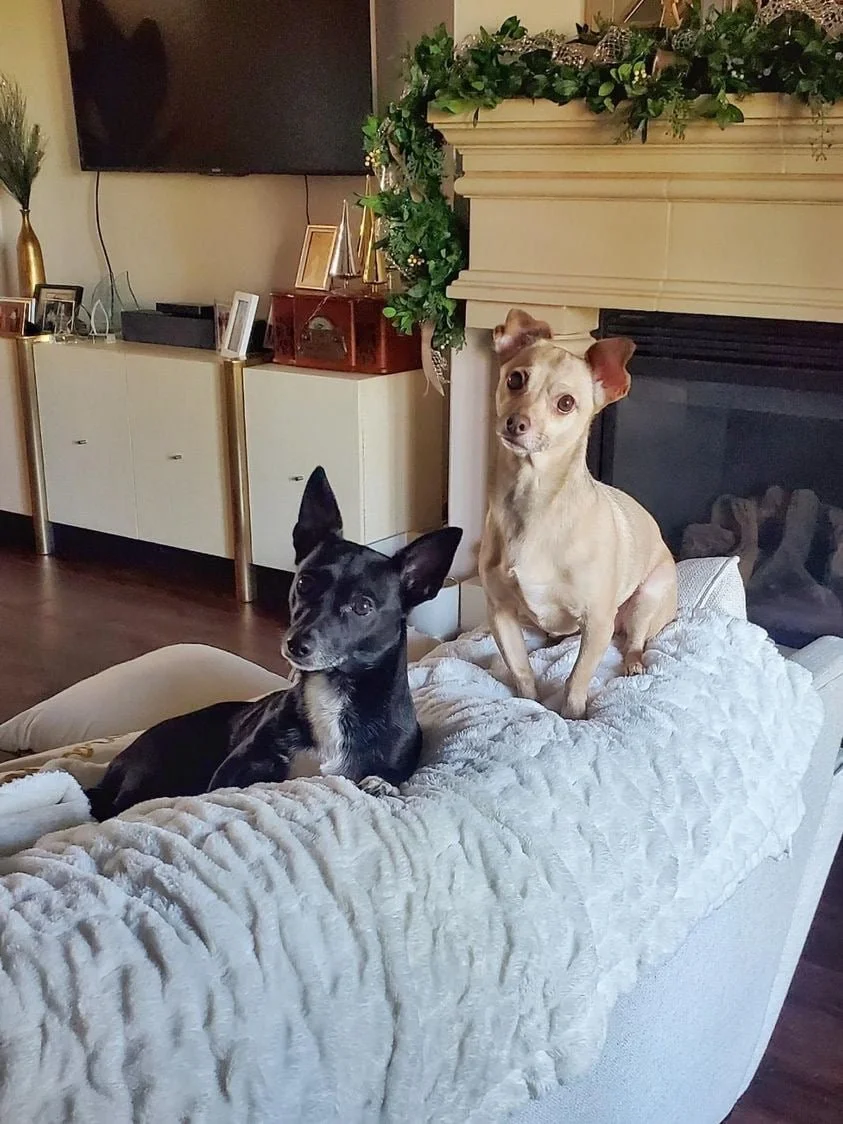 Bixby  & Khaleesi the dogs