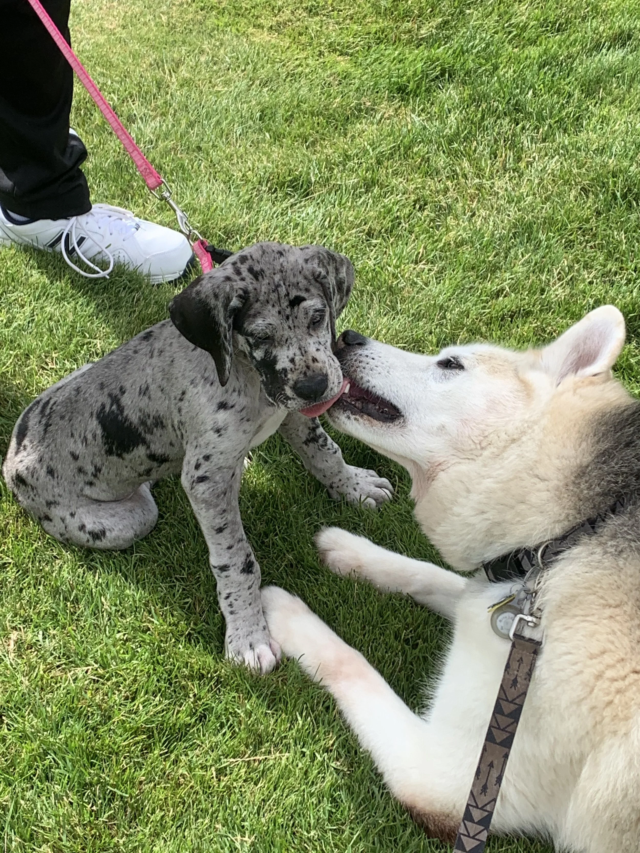 Ollie's husky Dante licking the face of a young spotted puppy