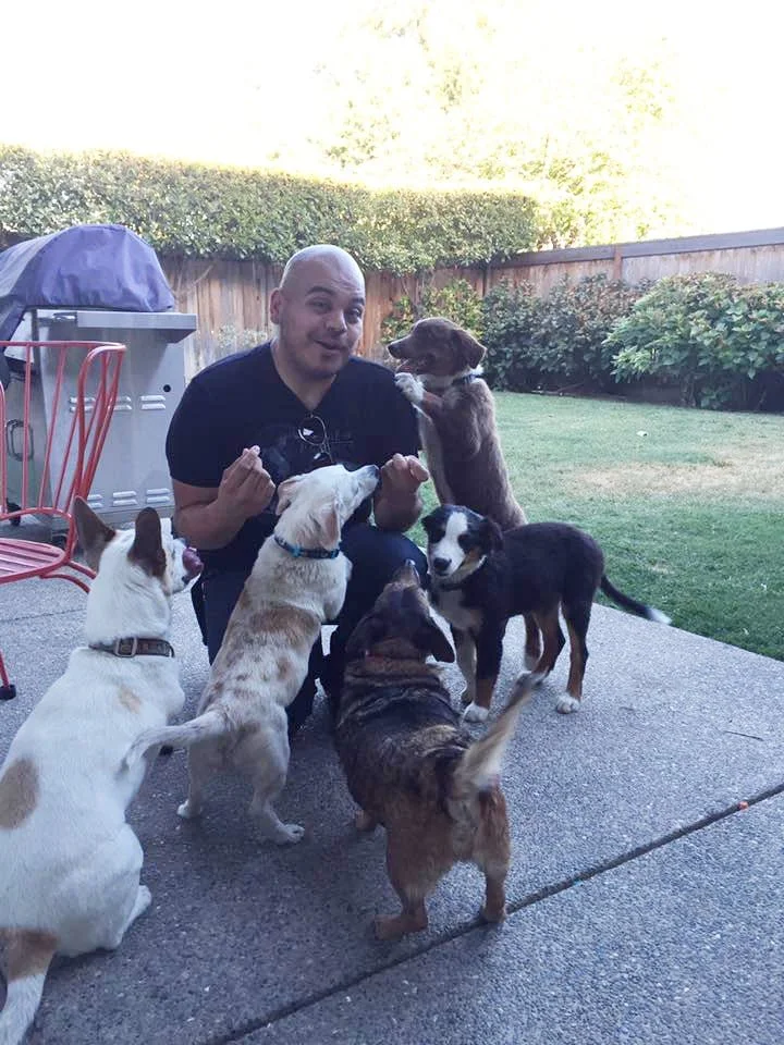 Ollie surrounded by six dogs of various sizes and breeds, with a backyard fence, bushes, and grass in the background.