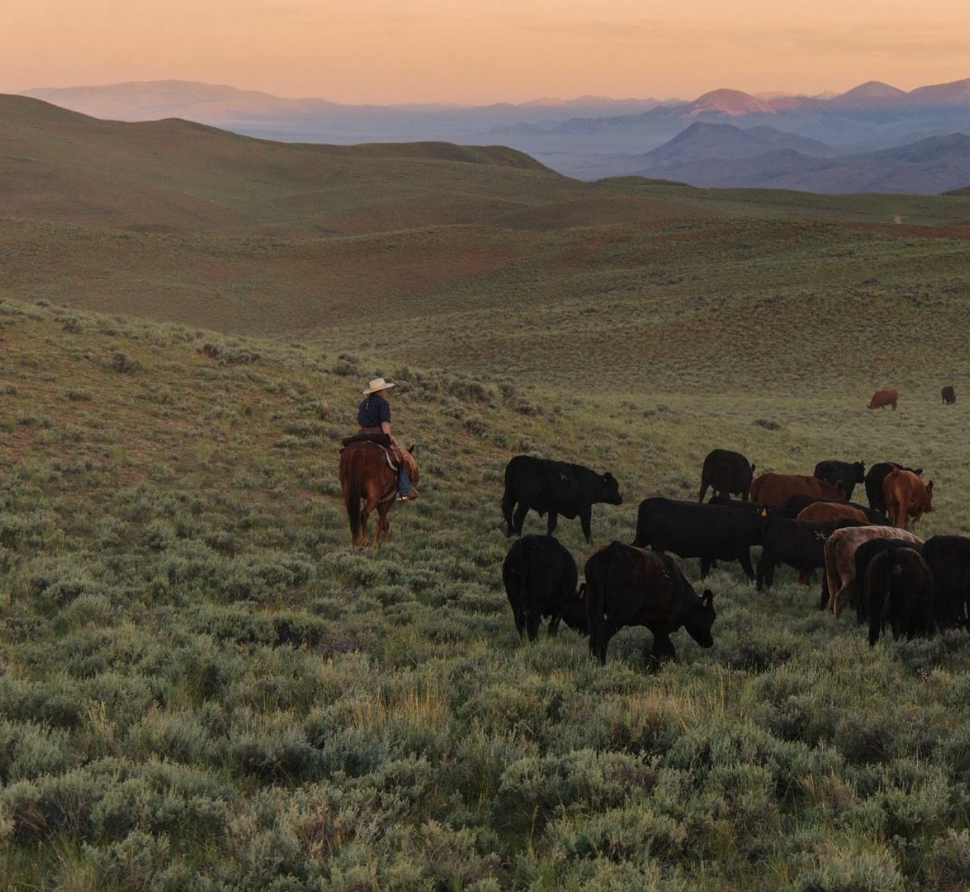 Why Choosing an Experienced Horse &amp; Farm Sitter Matters