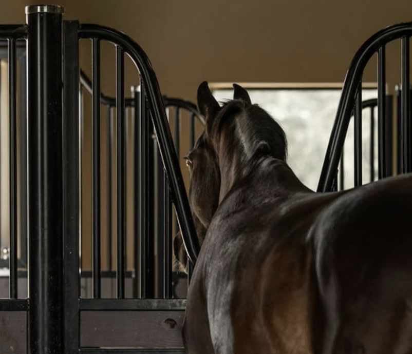 The Importance of Equine Dental Care