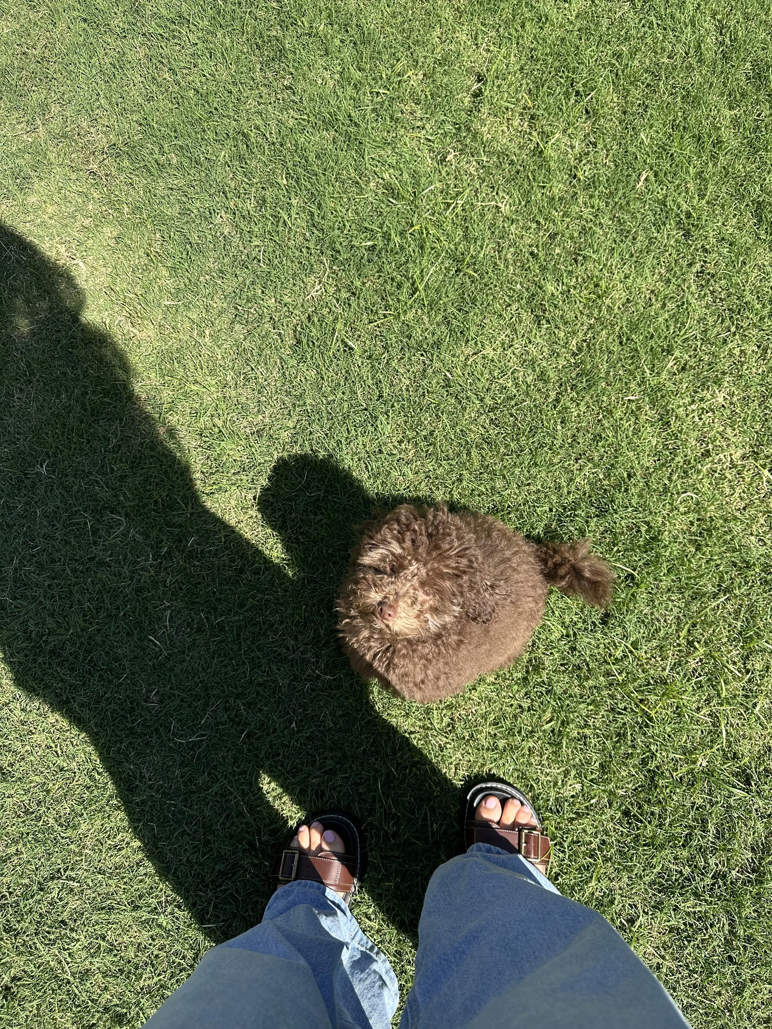 A small brown curly-haired dog looking up at the camera while standing on green grass, with the person taking the photo visible from the knees down in sandals and jeans.