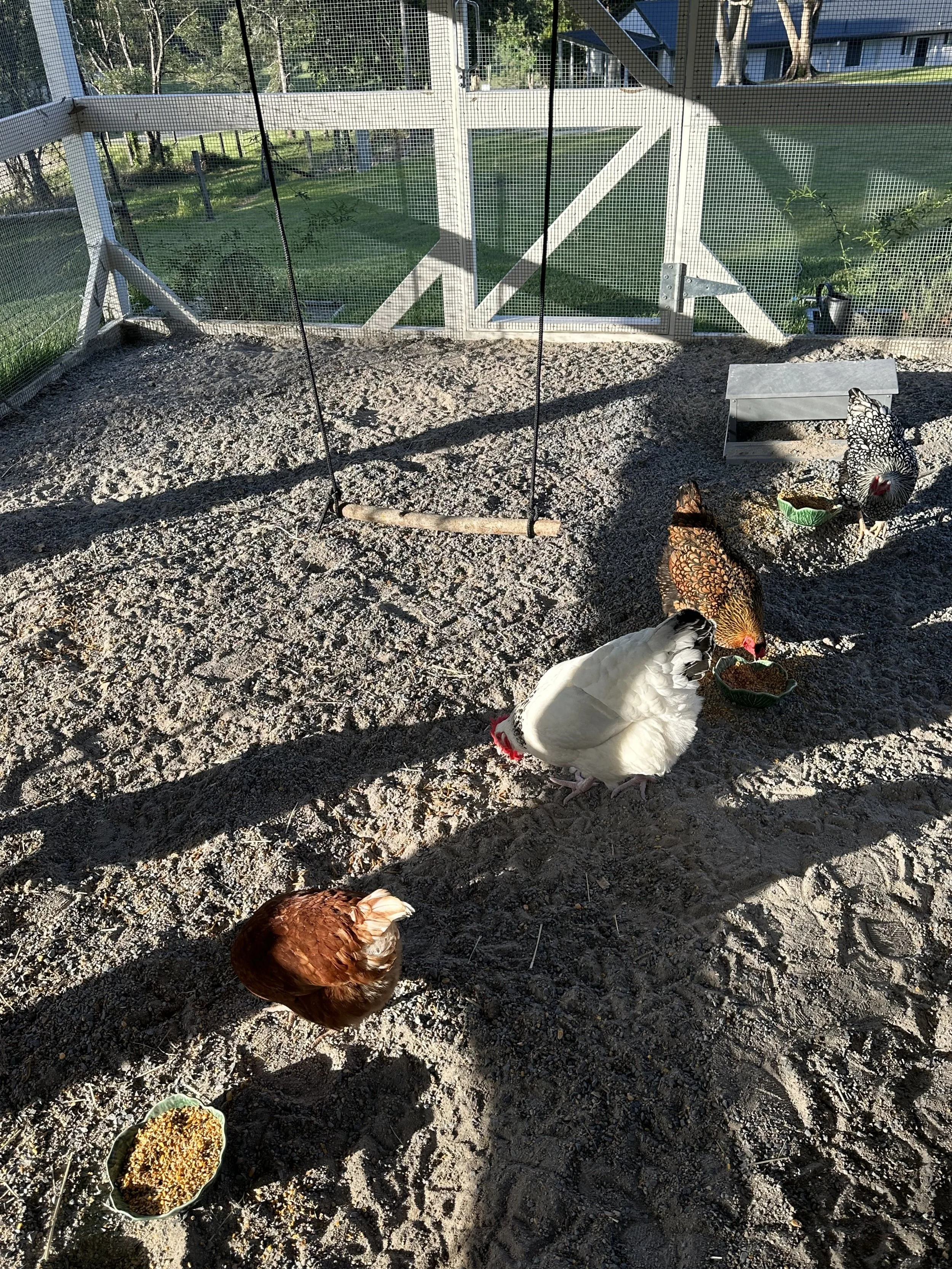 A chicken coop with four chickens (white, brown, black and white speckled, and reddish-brown) on dirt ground, with feed bowls, a wooden swing, and a mesh enclosure with a house and trees in the background.