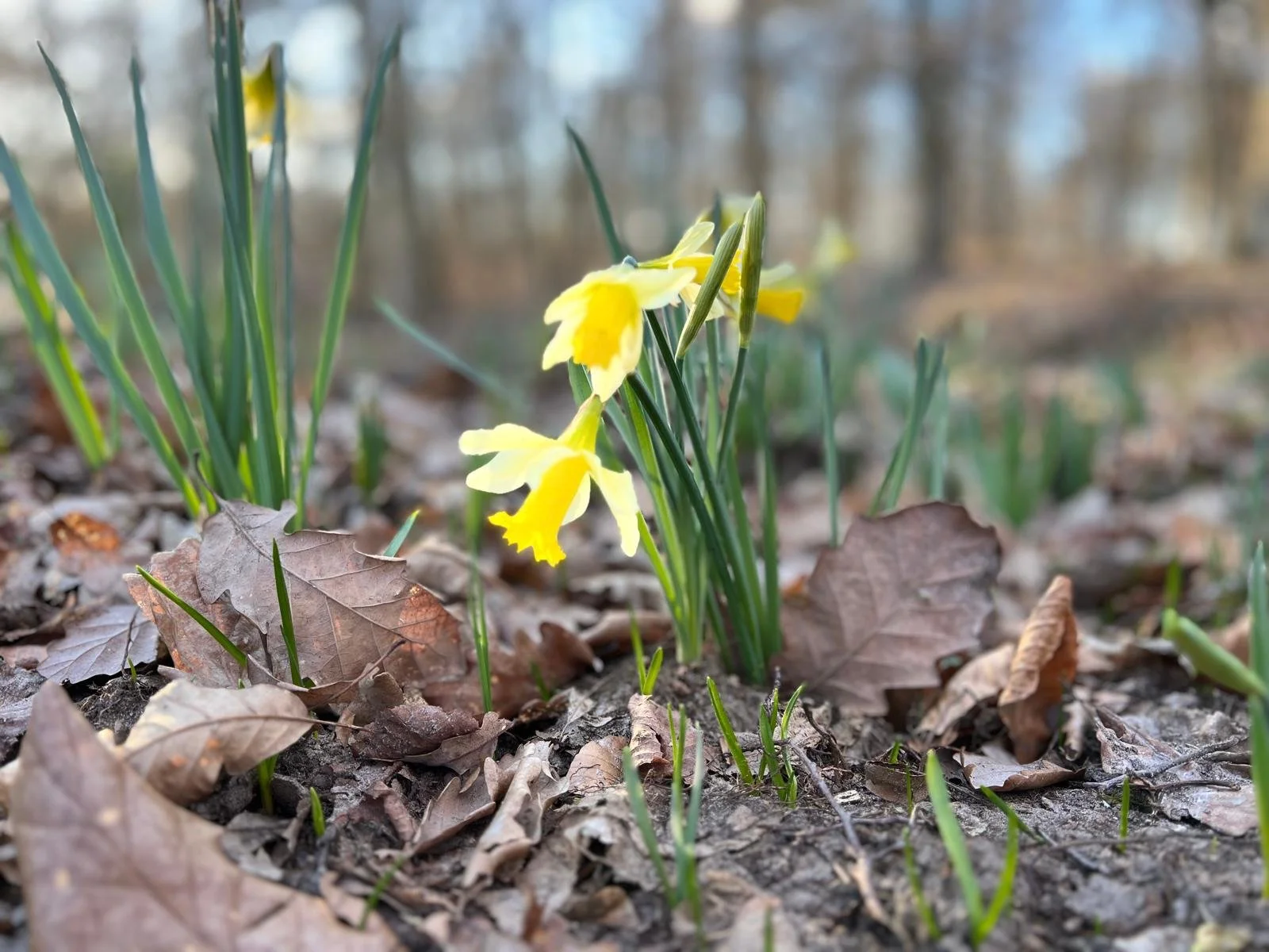 Le printemps est à nos portes…