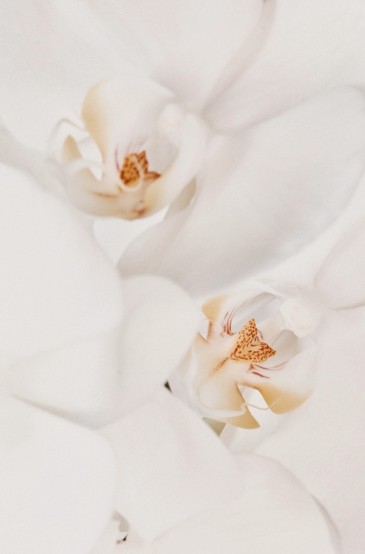 jocelyn-morales-vaGwyhltoHc-unsplash (1).jpeg