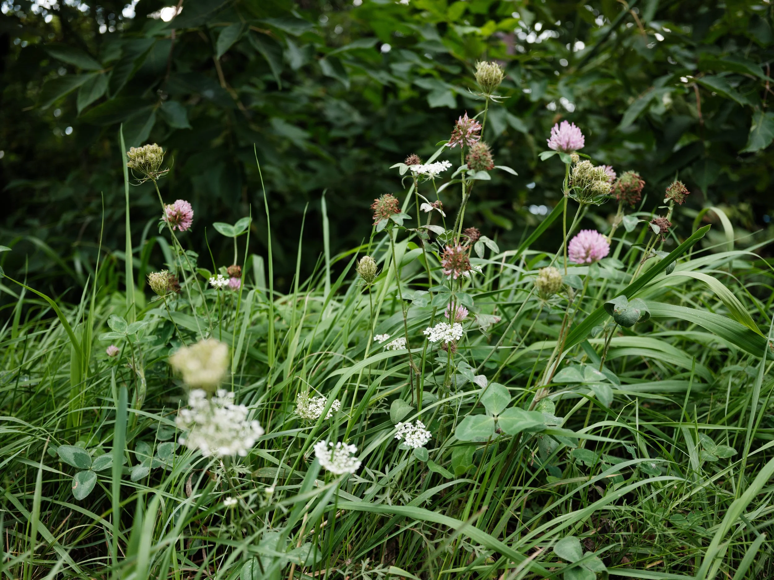 DSCF0662.jpg