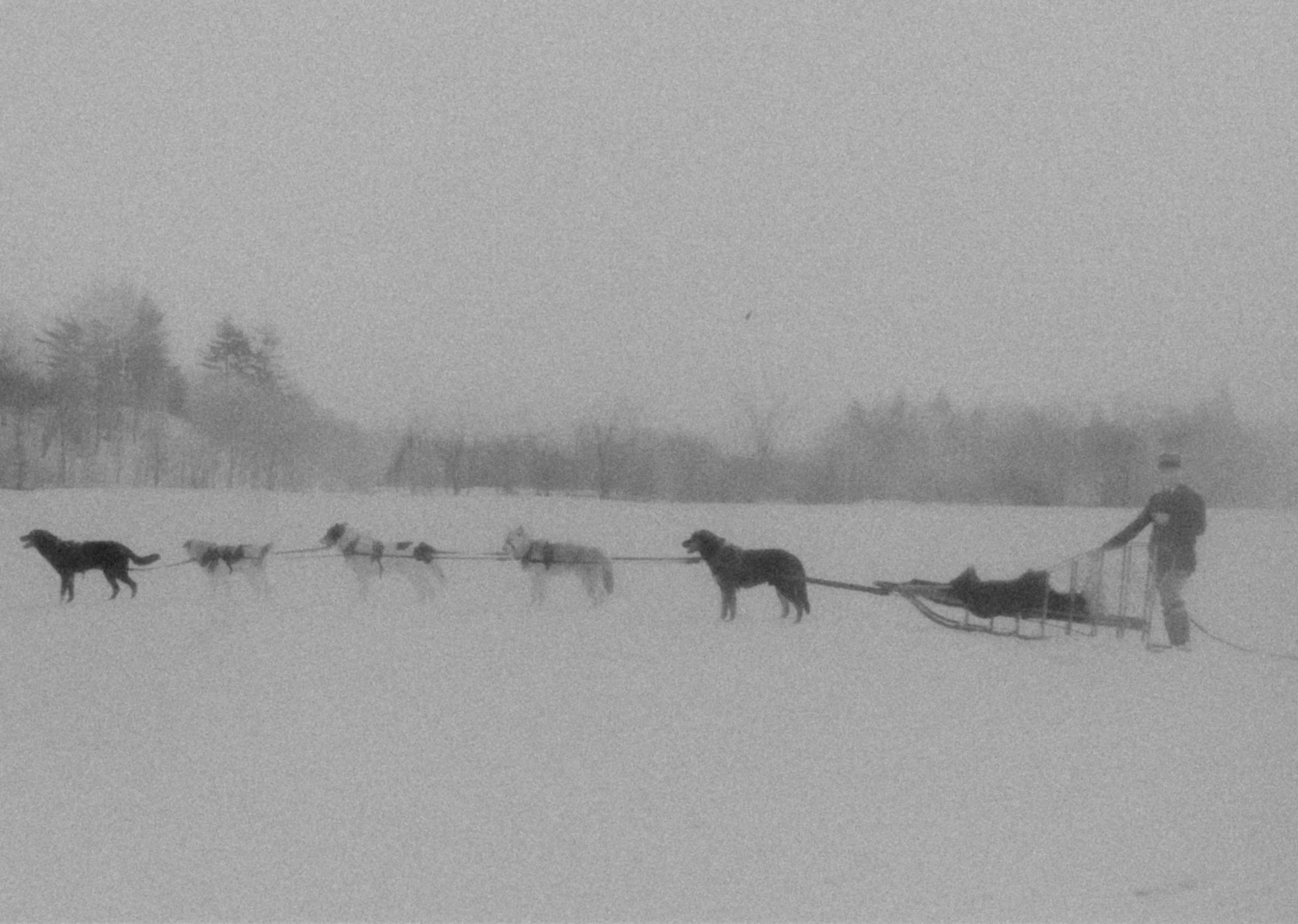 Fowler_and_dogs.original-2.jpg