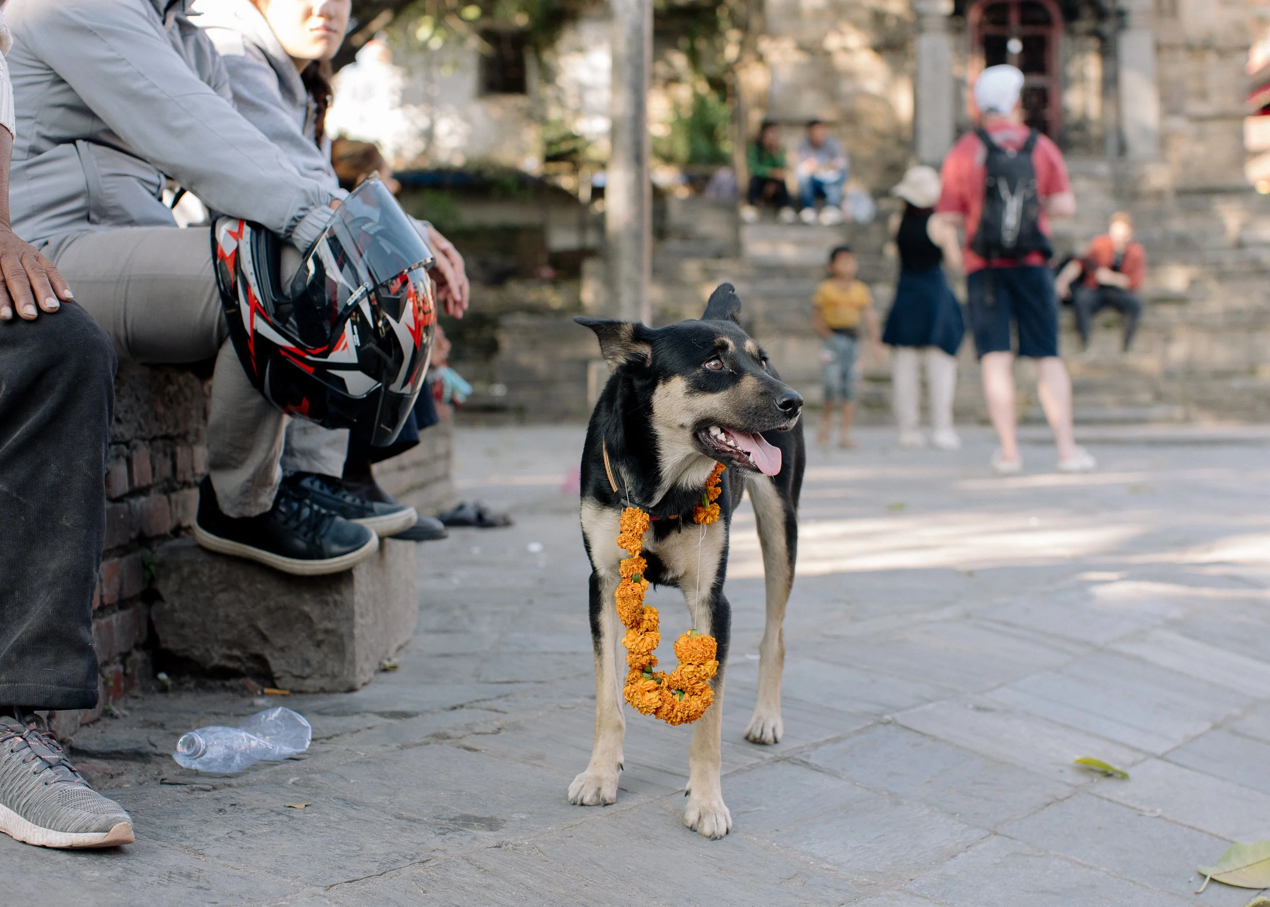 dogs2_7.jpg