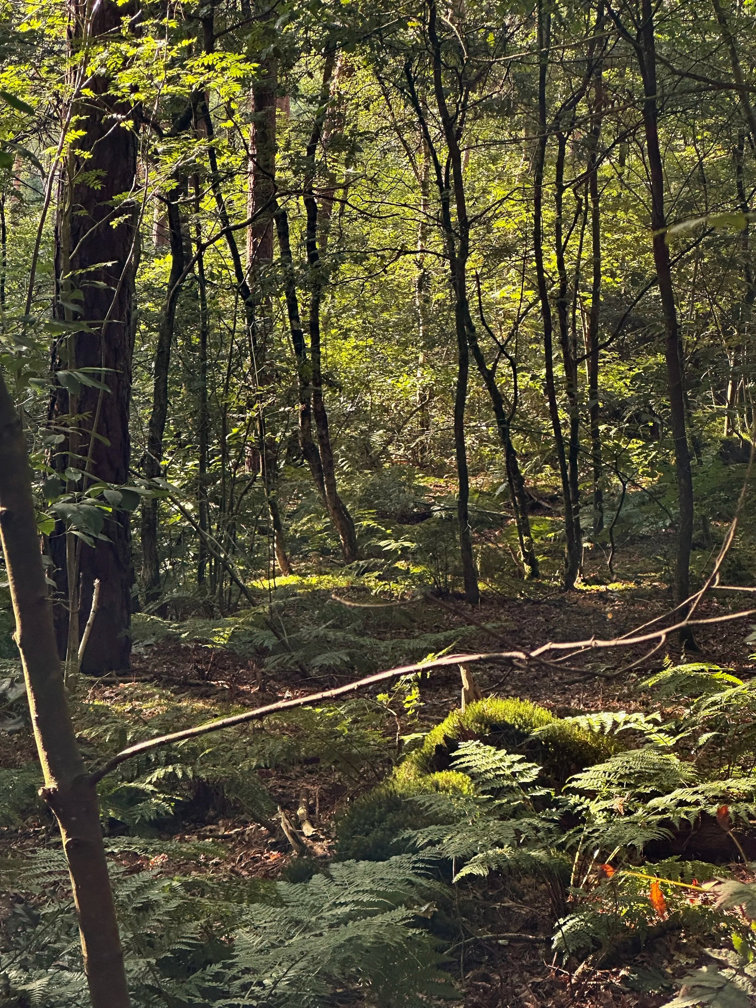 Een bos met dichtbegroeide ondergroei en bomen die de zonnestralen doorlaten.