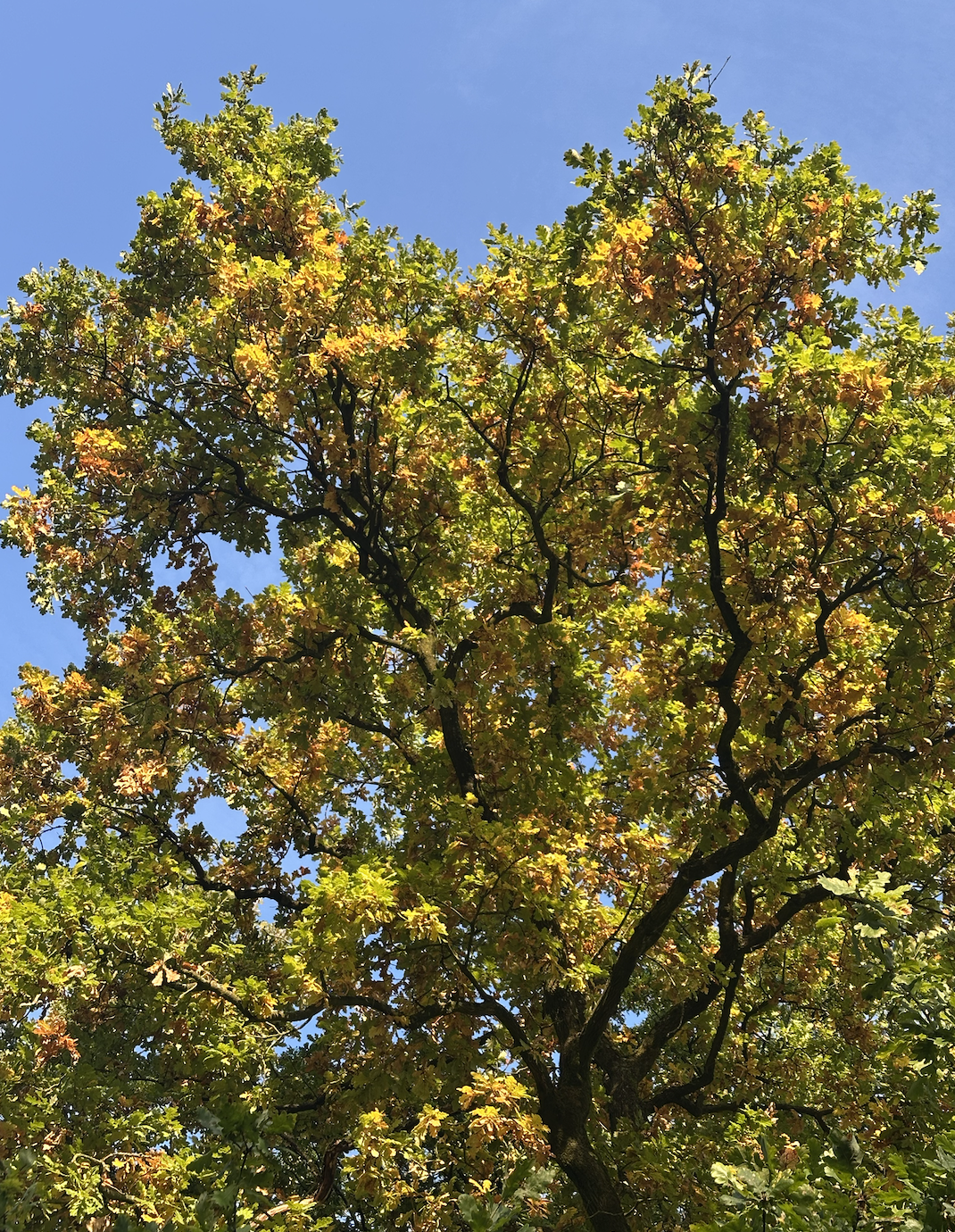 Boom met groene bladeren en enkele gele en oranje bladverkleuring onder een blauwe hemel.