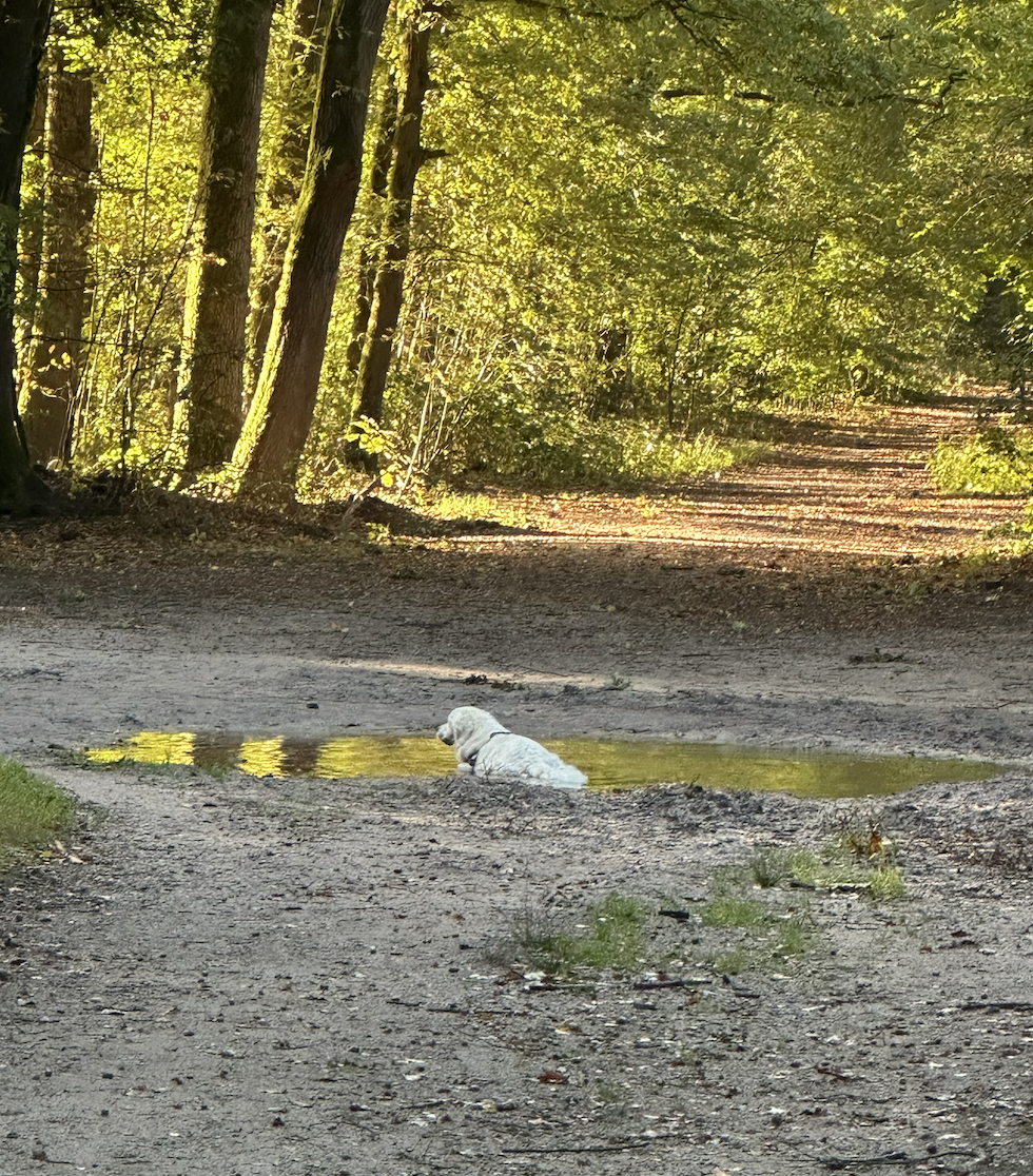 Een witte hond zit in een waterplassen op een zandweg in een bos met groene bladeren en bomen.