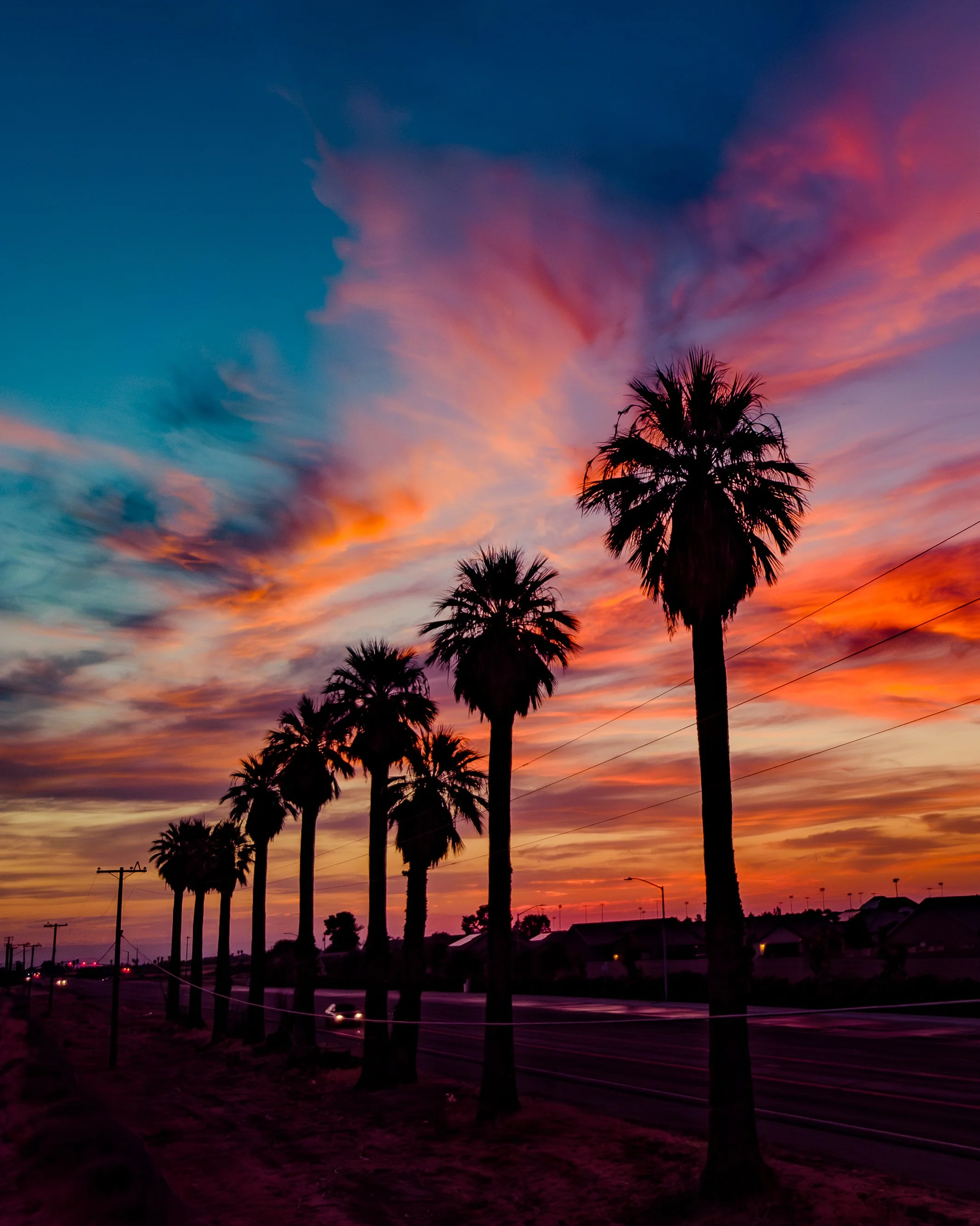 TAFT PALMS 1 5x4 PORTRAIT.jpg