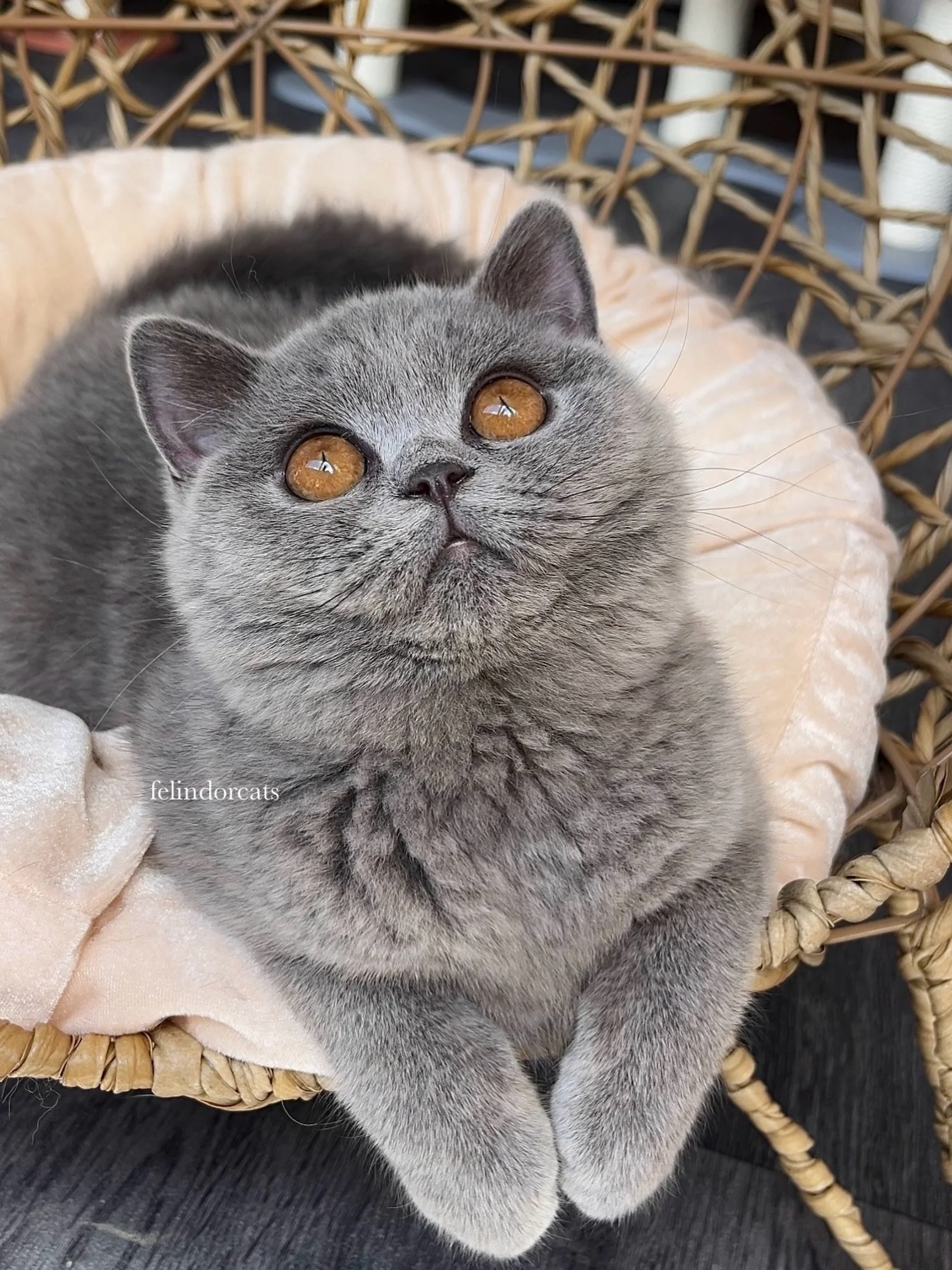 Those eyes ✨🤎✨ @felindorcats 🧸