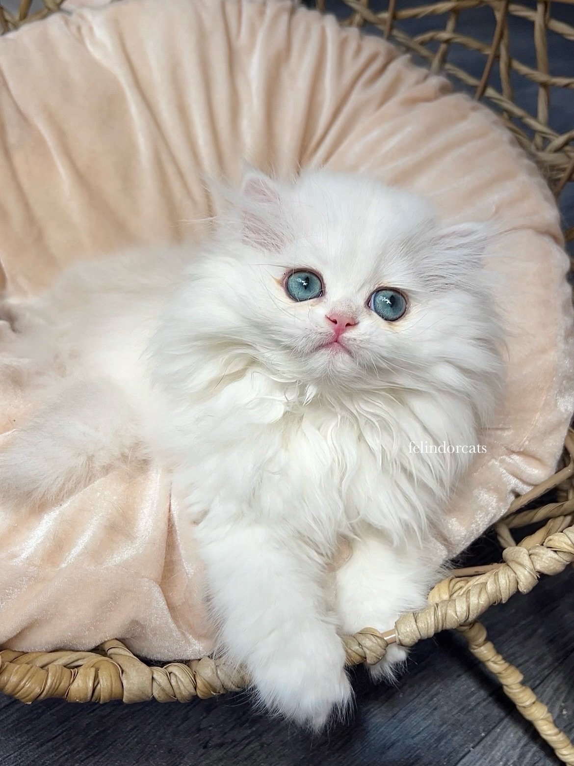 With that face you can get away with anything! My little silver dream princess Sveva with emerald eyes ✨