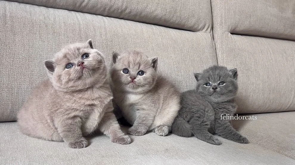 Teddy bears @felindorcats ✨🧸✨