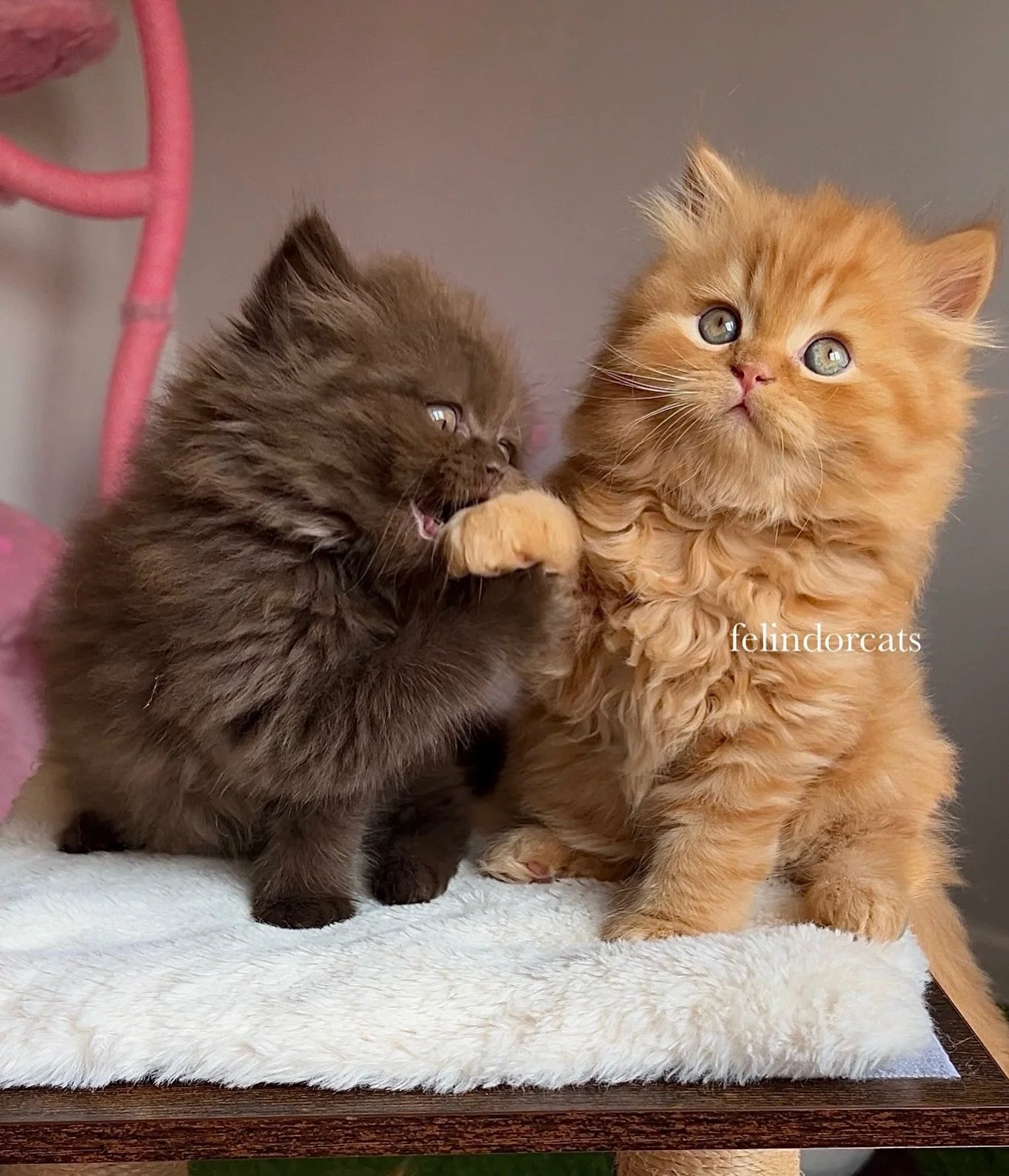 ✨🍫🍊🧸 ✨follow ⬇️

@felindorcats if you like what you see!😍