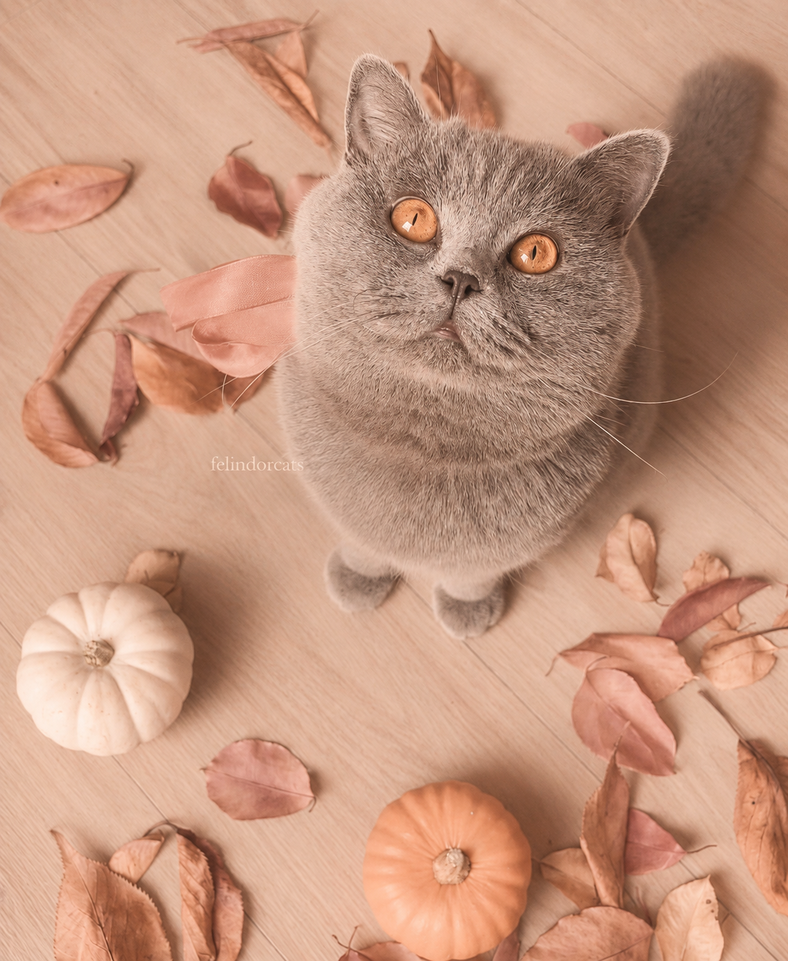 A gray cat with amber eyes looking up from a wooden floor, surrounded by dried autumn leaves, two small pumpkins, and a pink bow on its neck.