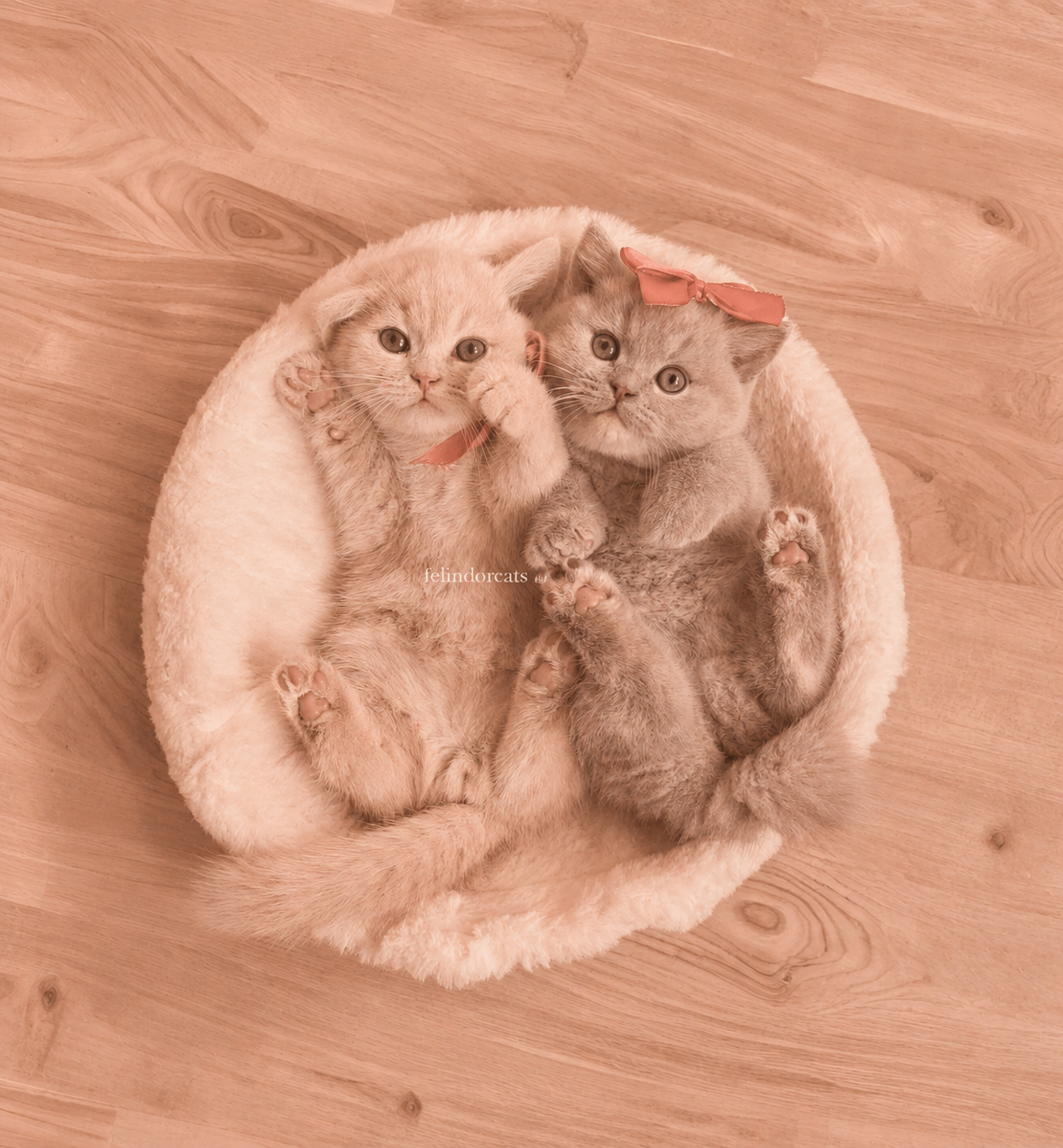 Two gray kittens lying together in a round, fluffy white bed on a wooden floor, looking up at the camera. Each has a pink bow on their head, and one is holding its paw near its face.