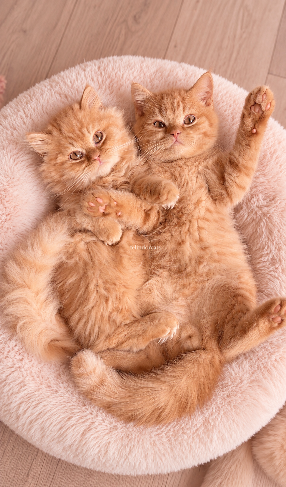 Cuddling Ginger Kittens in a Plush Bed