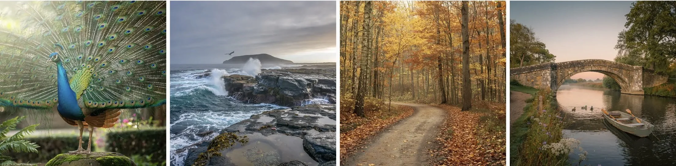 A collage of four outdoor scenes: a peacock displaying its feathers, a rocky coastline with waves and an island in the background, a forest path covered in fallen autumn leaves, and a river with a stone bridge and a boat.