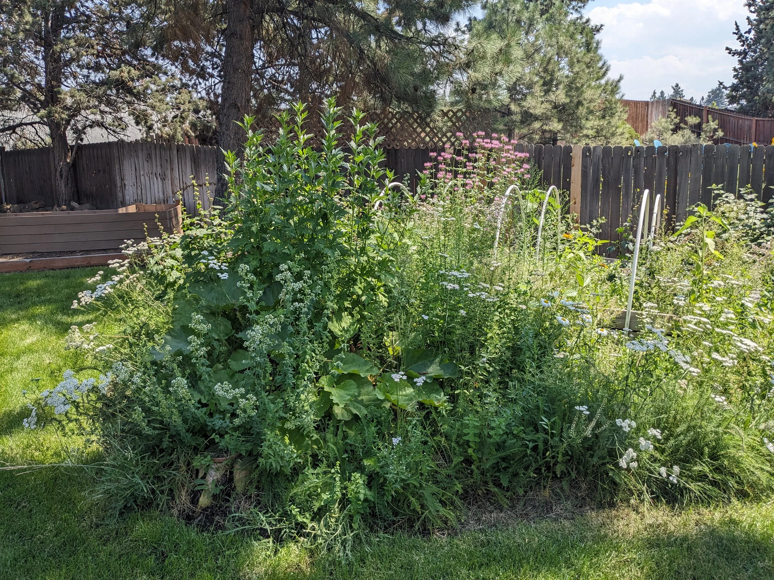 A garden with various green plants and white flowers enclosed by a wooden fence, with tall trees in the background under a partly cloudy sky.