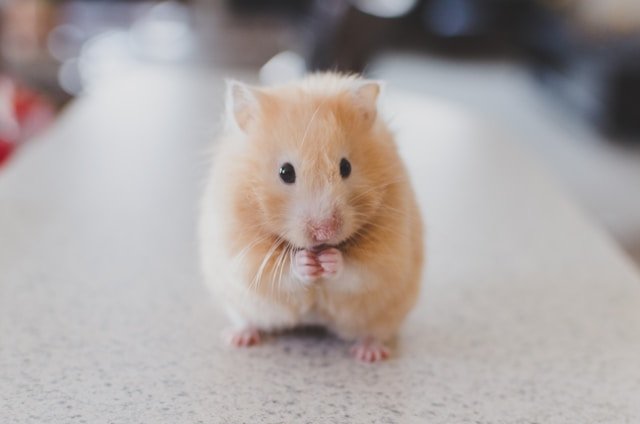 A brown hamster looking directly at the camera with a treat between its paws that it is nibbling on