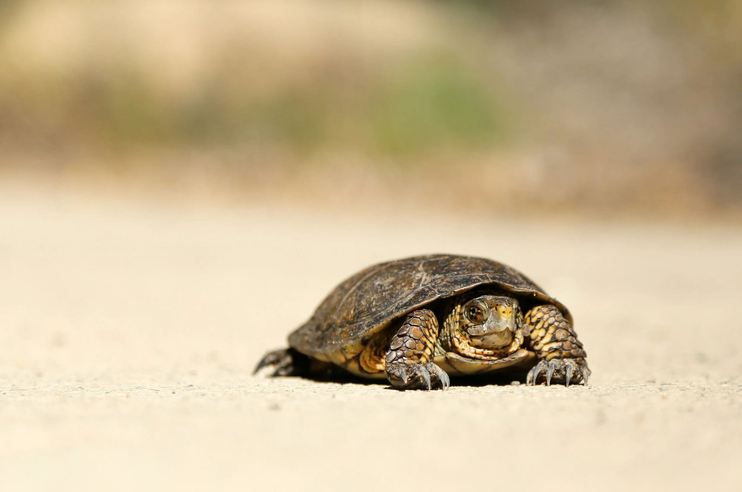 Tortoise moving slowly across sand, representing patience and steady progress in Japanese life philosophy