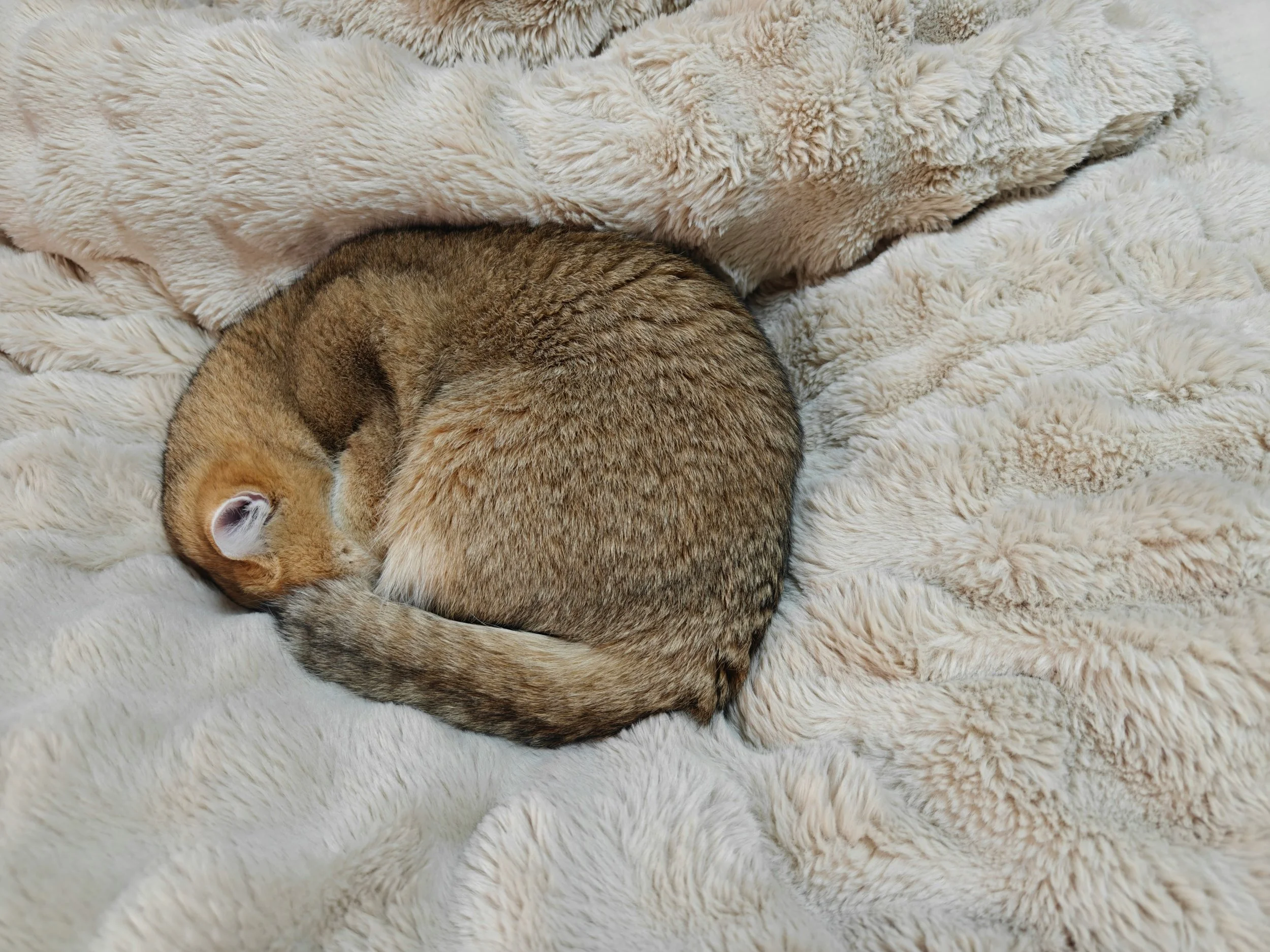 Cat curled in a blanket representing self-protection instincts that shape ghosting psychology.