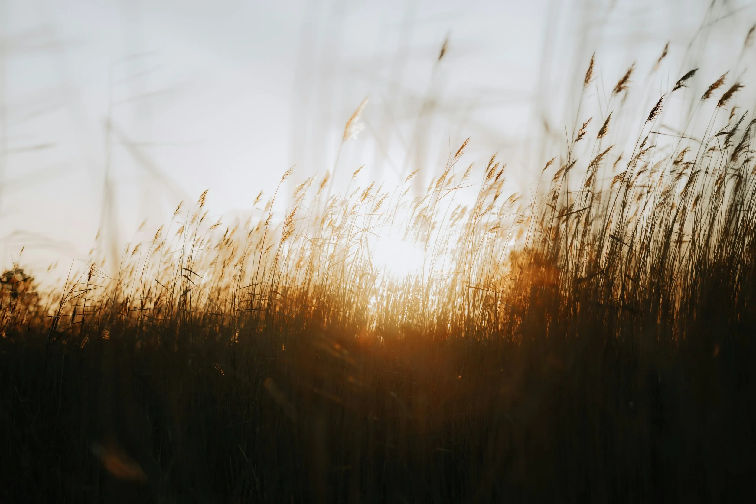 Tall grass silhouetted against a setting sun, symbolising renewal and emotional clarity after dating app burnout