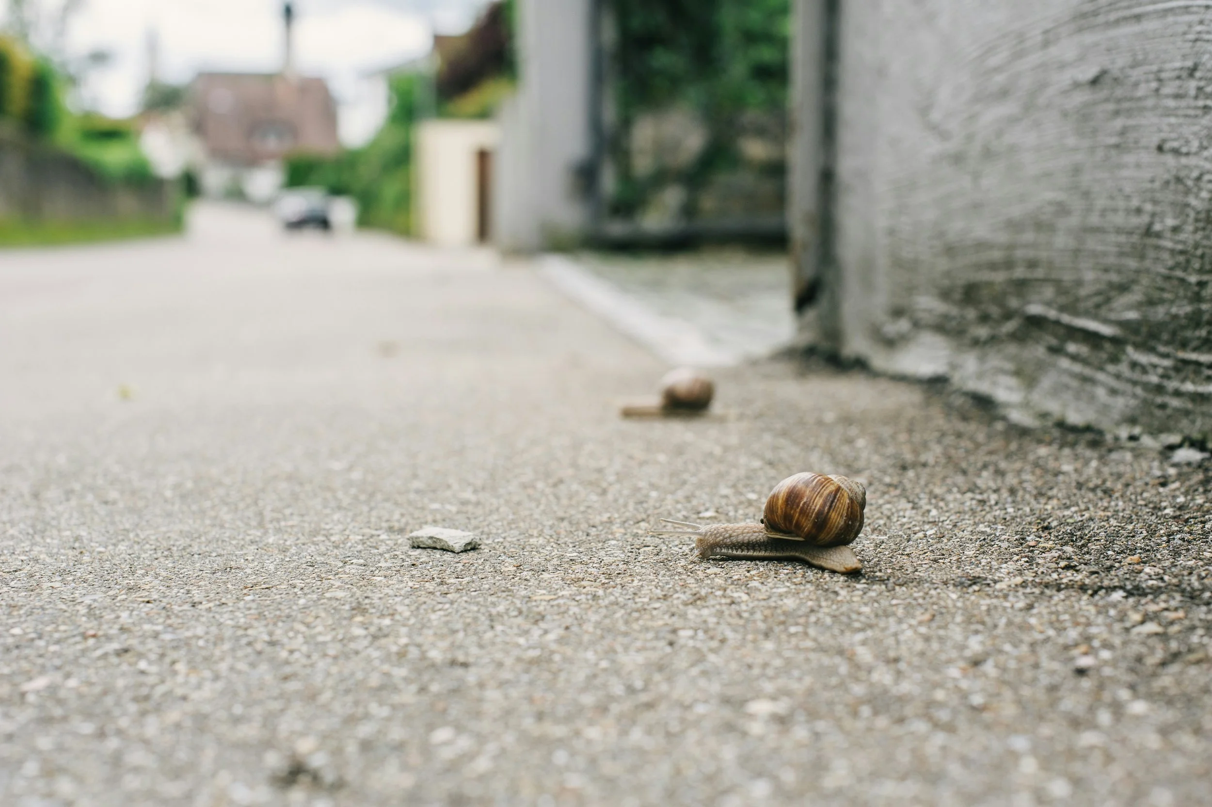 Why we need relationships even when connection feels slow, symbolised by a snail moving steadily forward