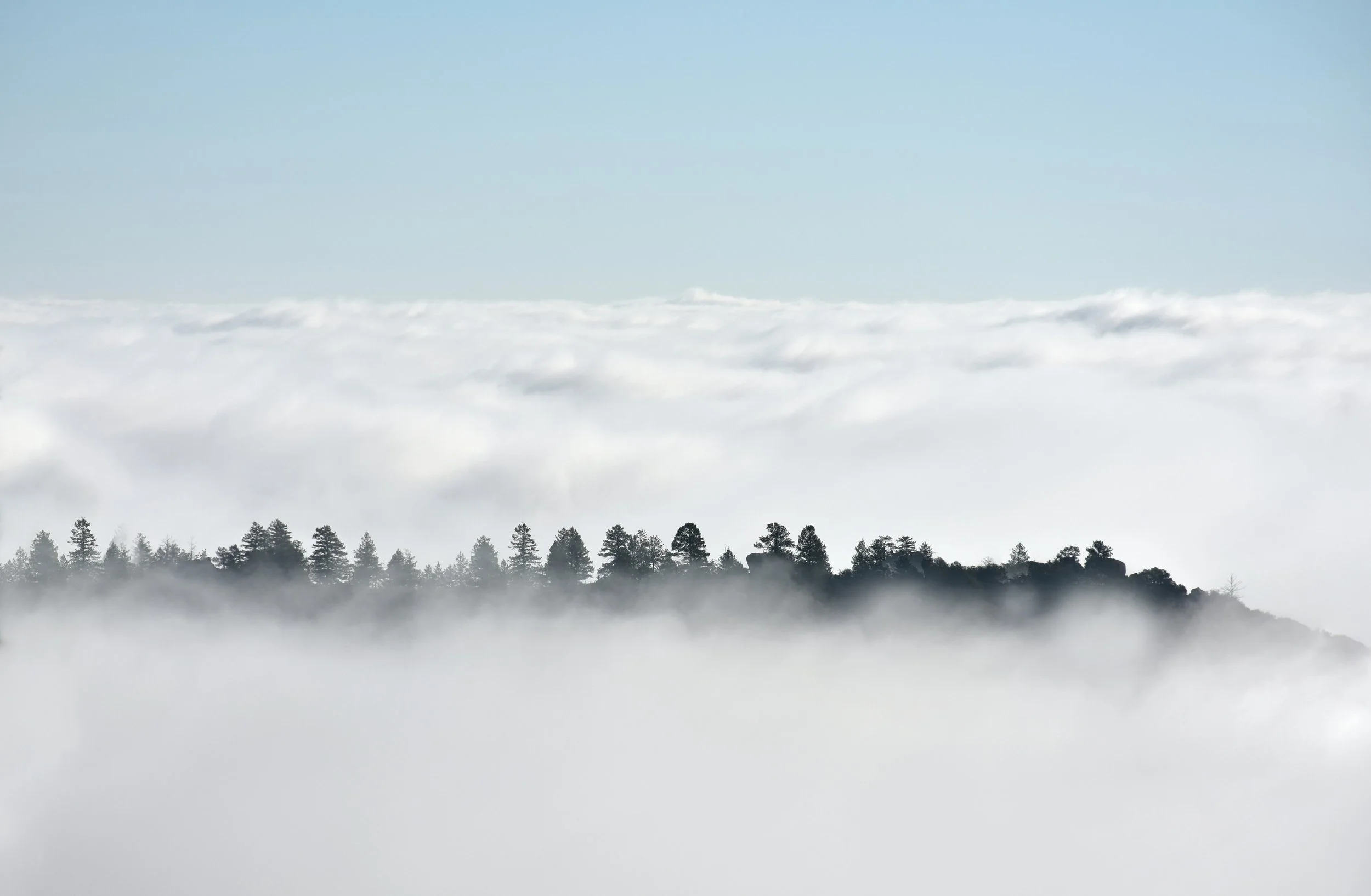 Misty landscape of trees on a hill, reflecting openness and uncertainty in Japanese life philosophy