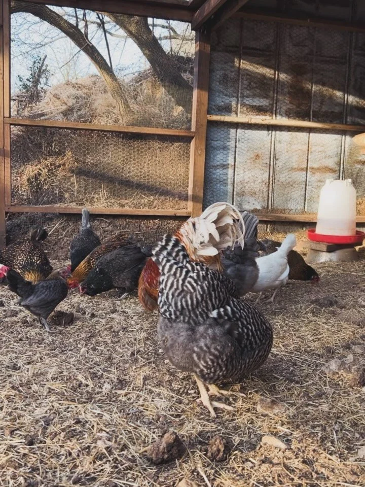 Organic grain-fed, free-range eggs 🥚
from our house to yours | OM eggs now available