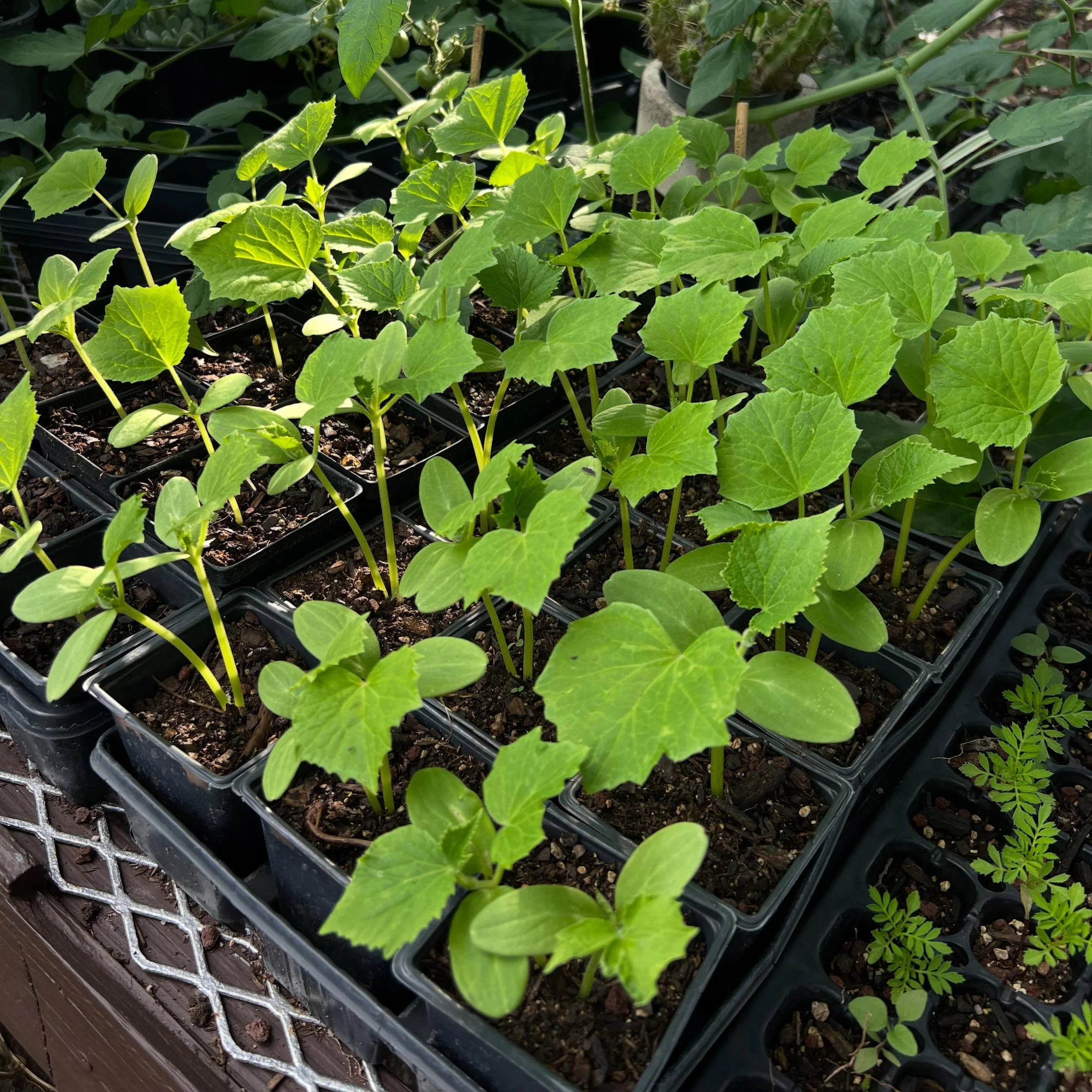 homegrown starters now available 🌱
$2/each &mdash; currently have cucumbers, spider plants, double dwarf marigolds, and basil 😊