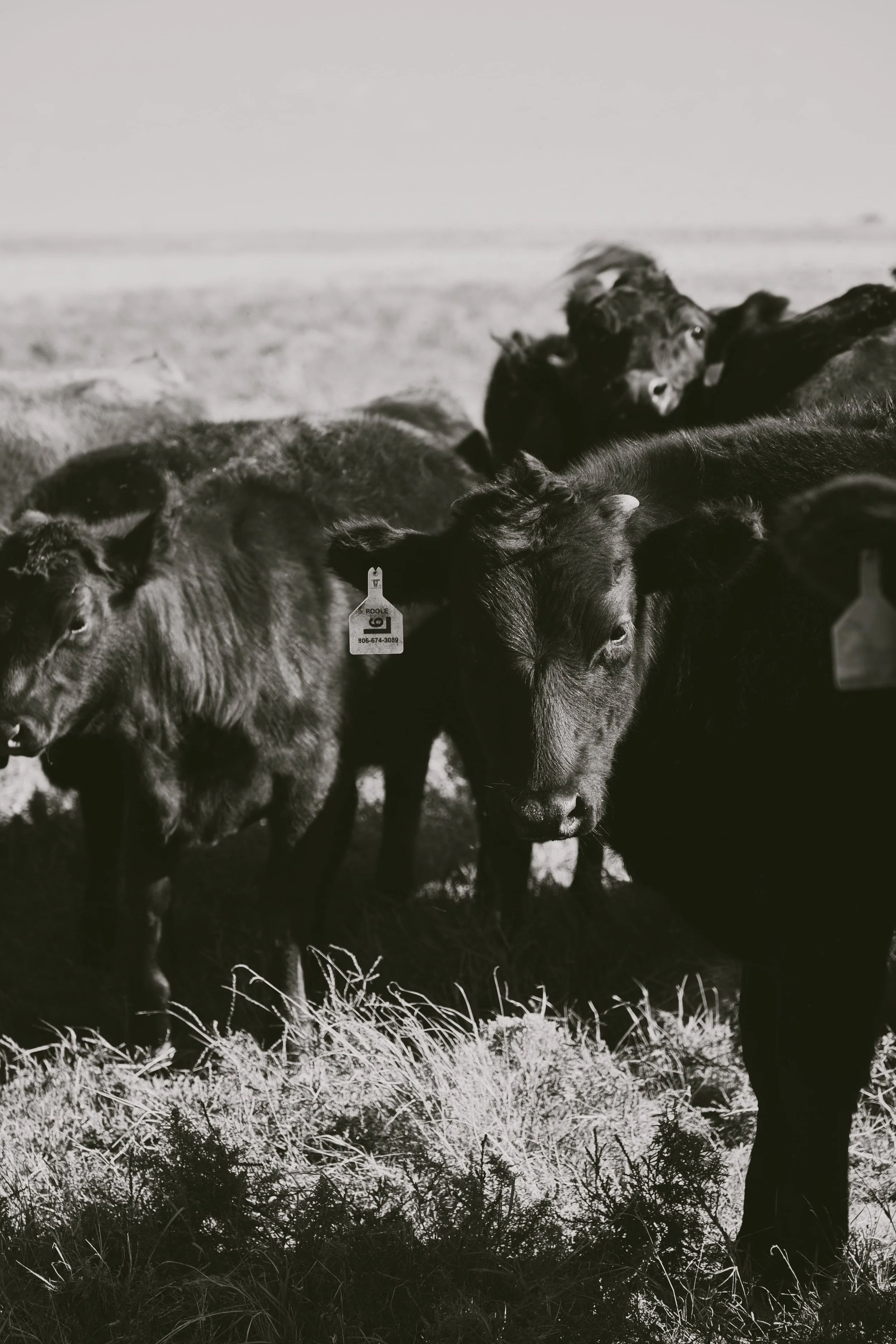 A group of cows standing outdoors in a field with tall grass, black and white photograph.