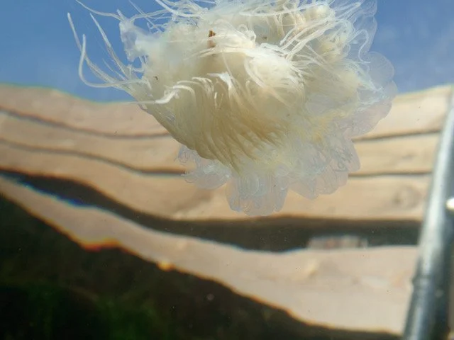 Summer in Copenhagens Harbour Baths