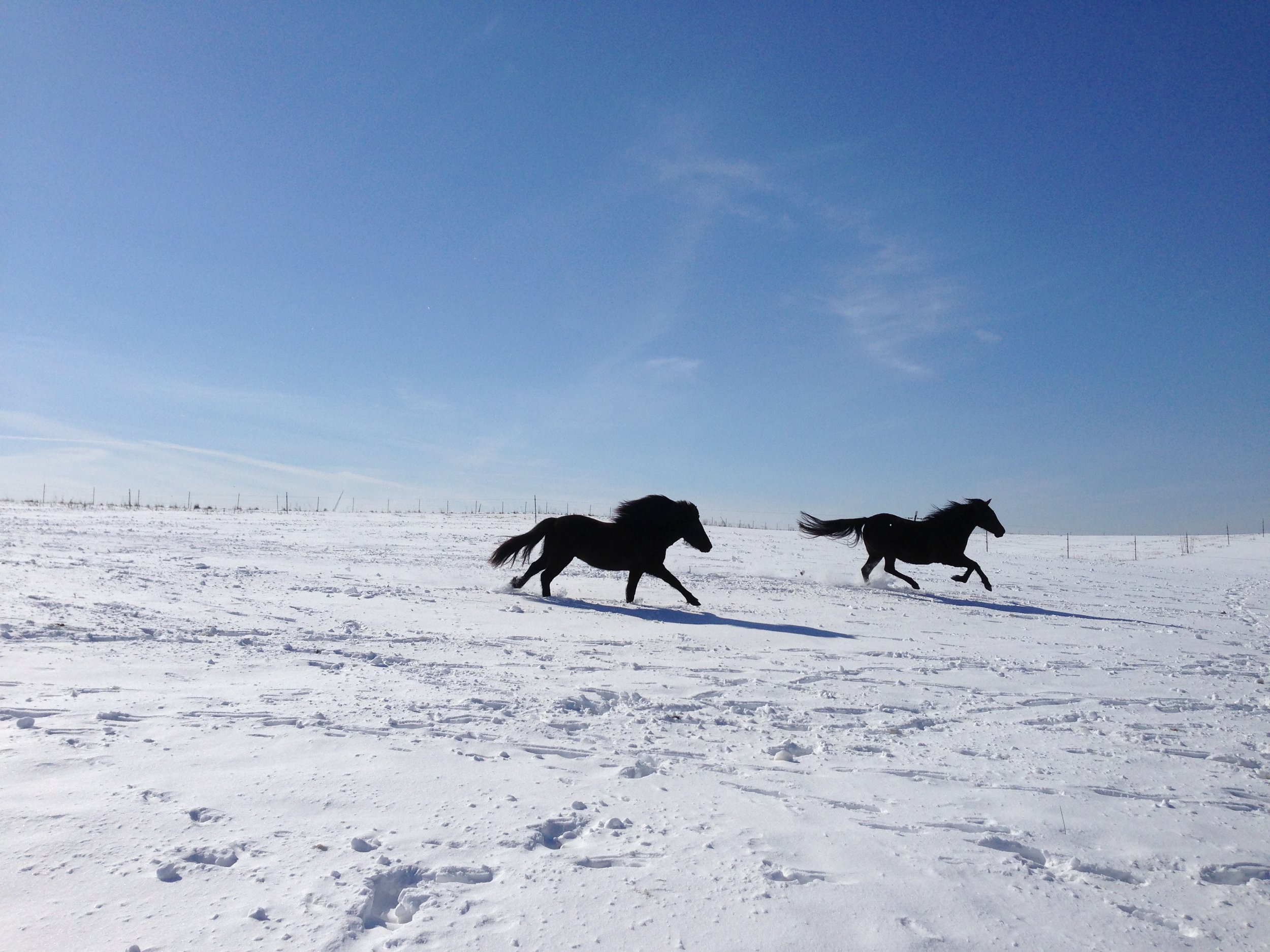Zwei schwarze Pferde laufen auf verschneitem Feld bei klarem blauen Himmel.
