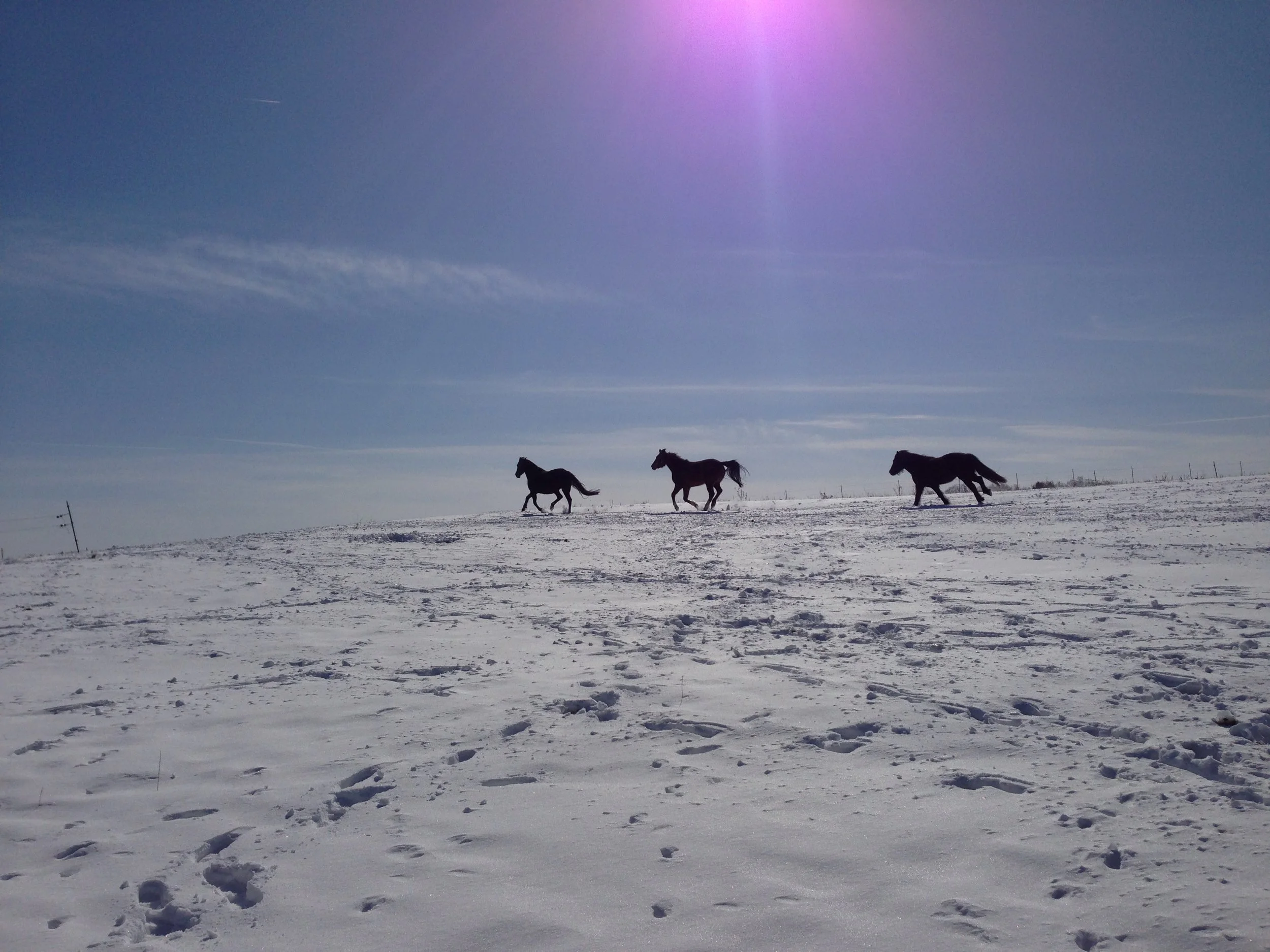 Drei schwarze Pferde laufen auf einer schneebedeckten Ebene unter einem klaren blauen Himmel mit der Sonne im oberen Bereich.