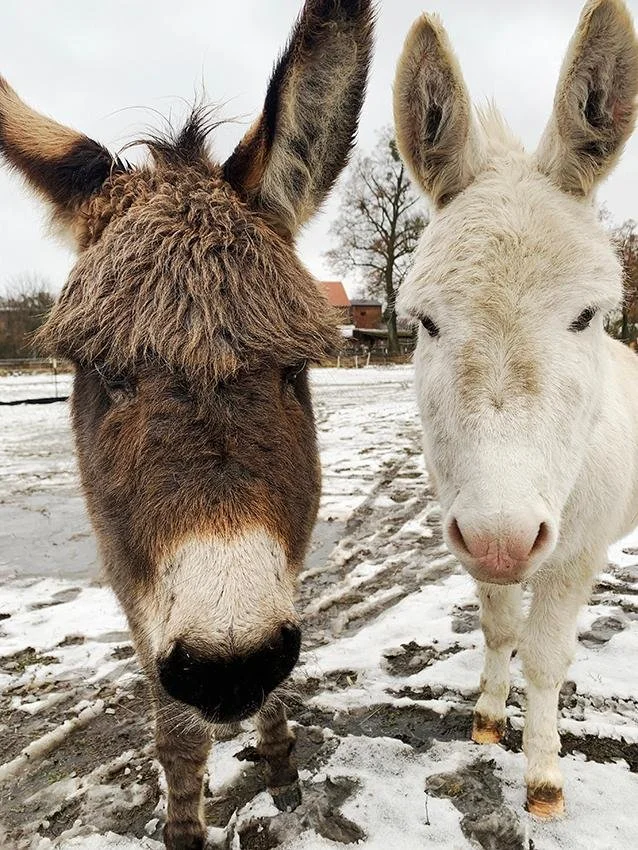 Zwei Esel stehen nebeneinander auf schneebedecktem Boden, mit Bäumen und Gebäuden im Hintergrund.