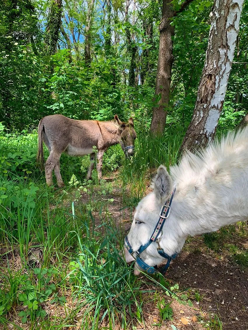 Ein weißes Wüstenpferd frisst Gras in einem grünen Wald, während ein Esel im Hintergrund ebenfalls Gras frisst.