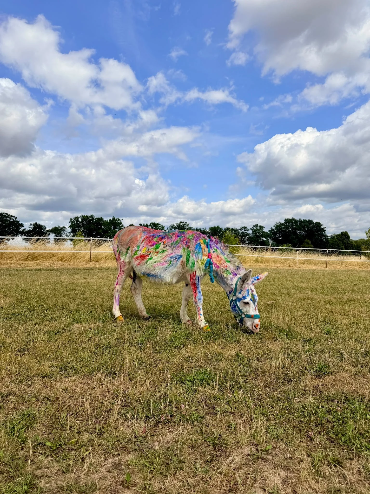 Equinauten_Sommerfest_2026_089.jpeg